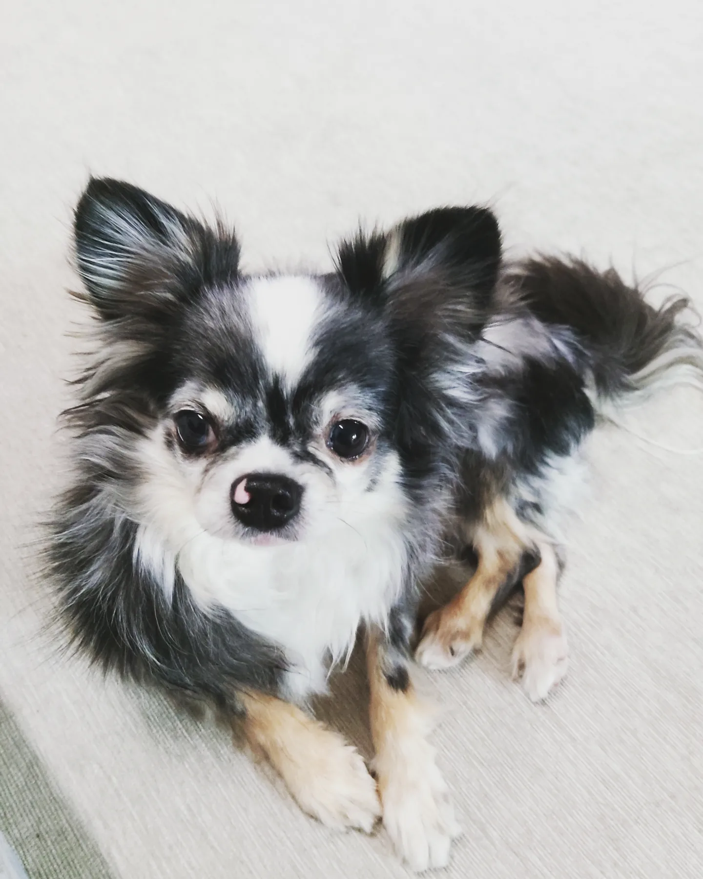 별(깜치)이는 잘지내고 있답니다