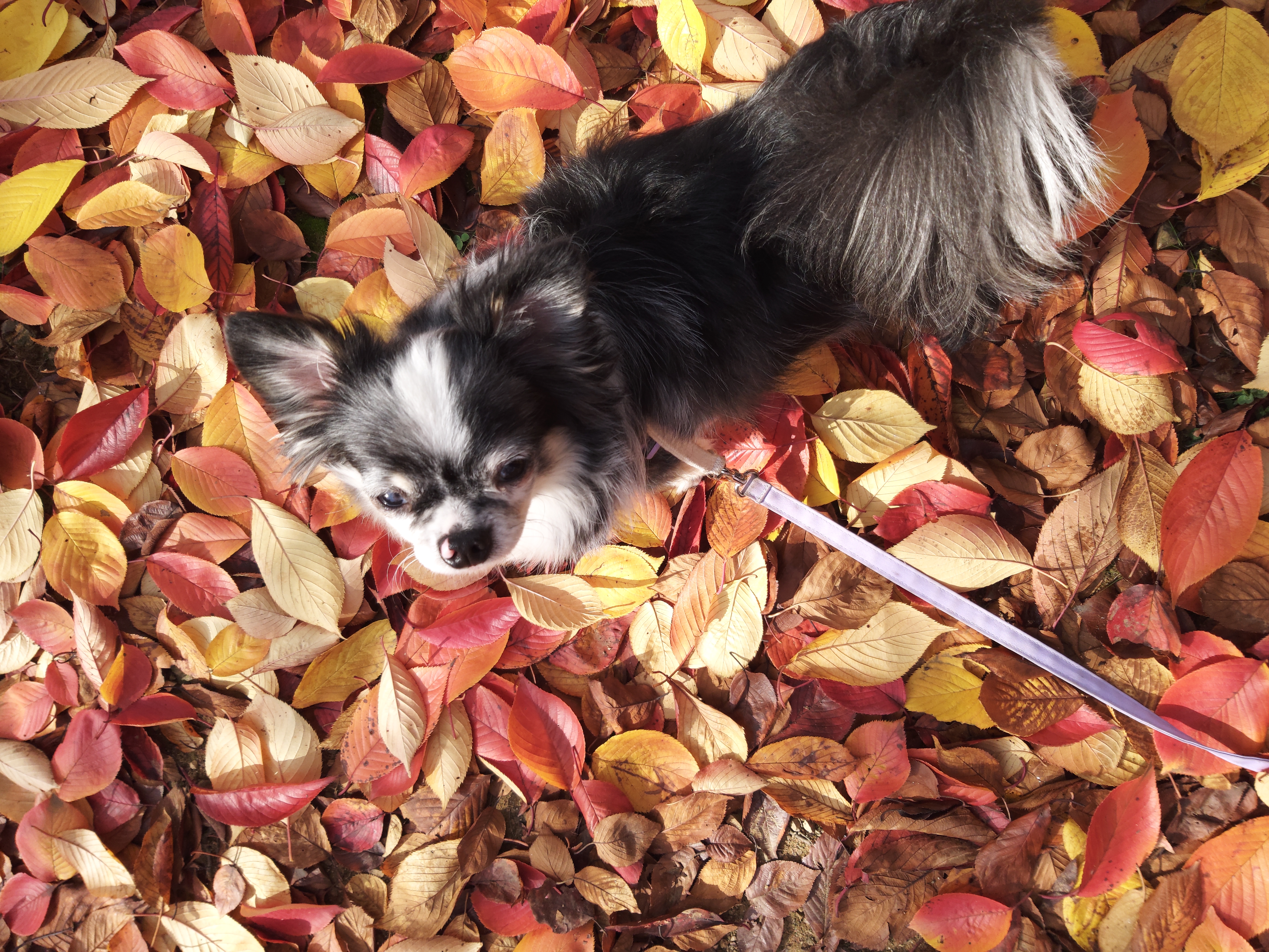 별(깜치)이는 잘지내고 있답니다