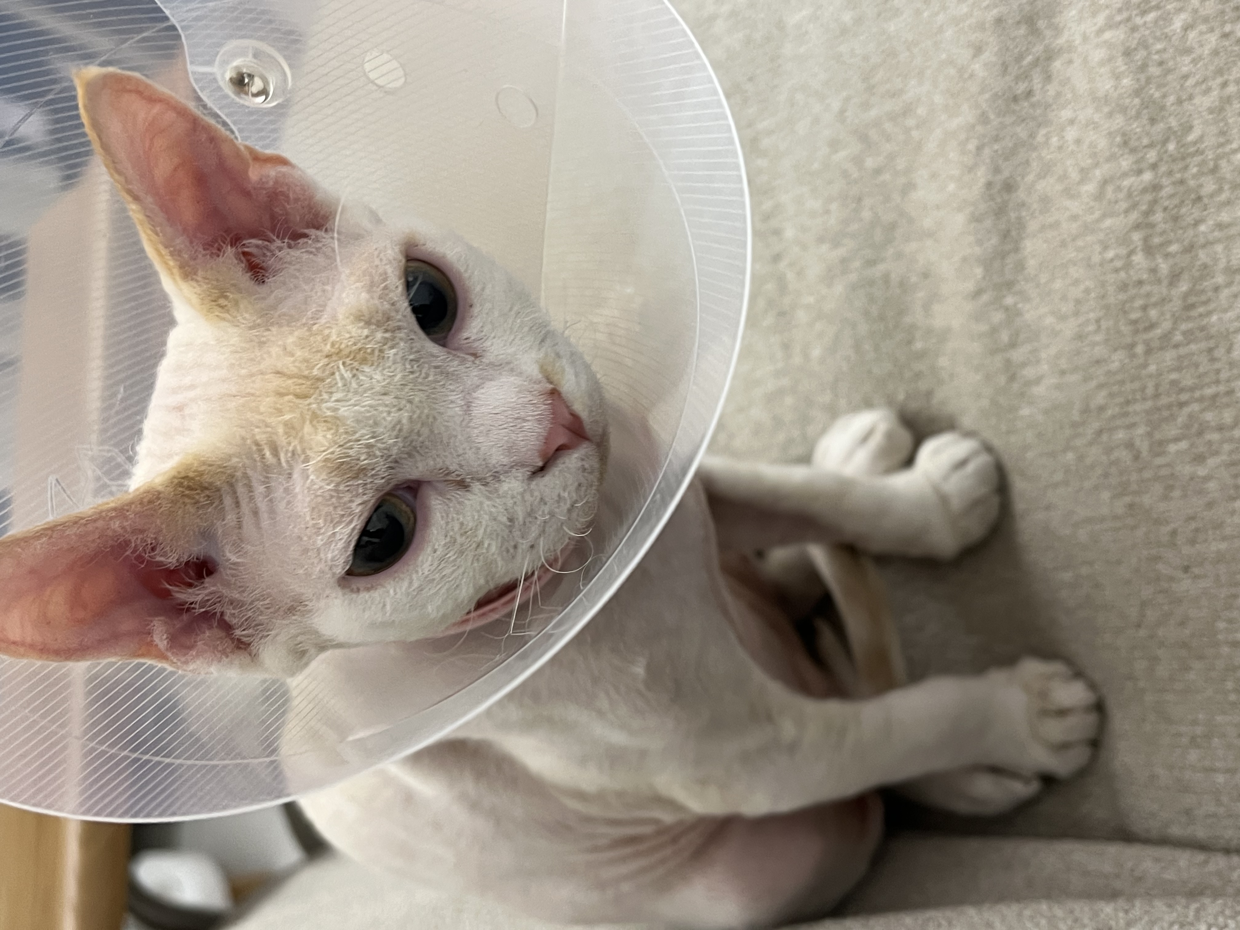 호냥이의 뒤늦은 입양일기 ! 