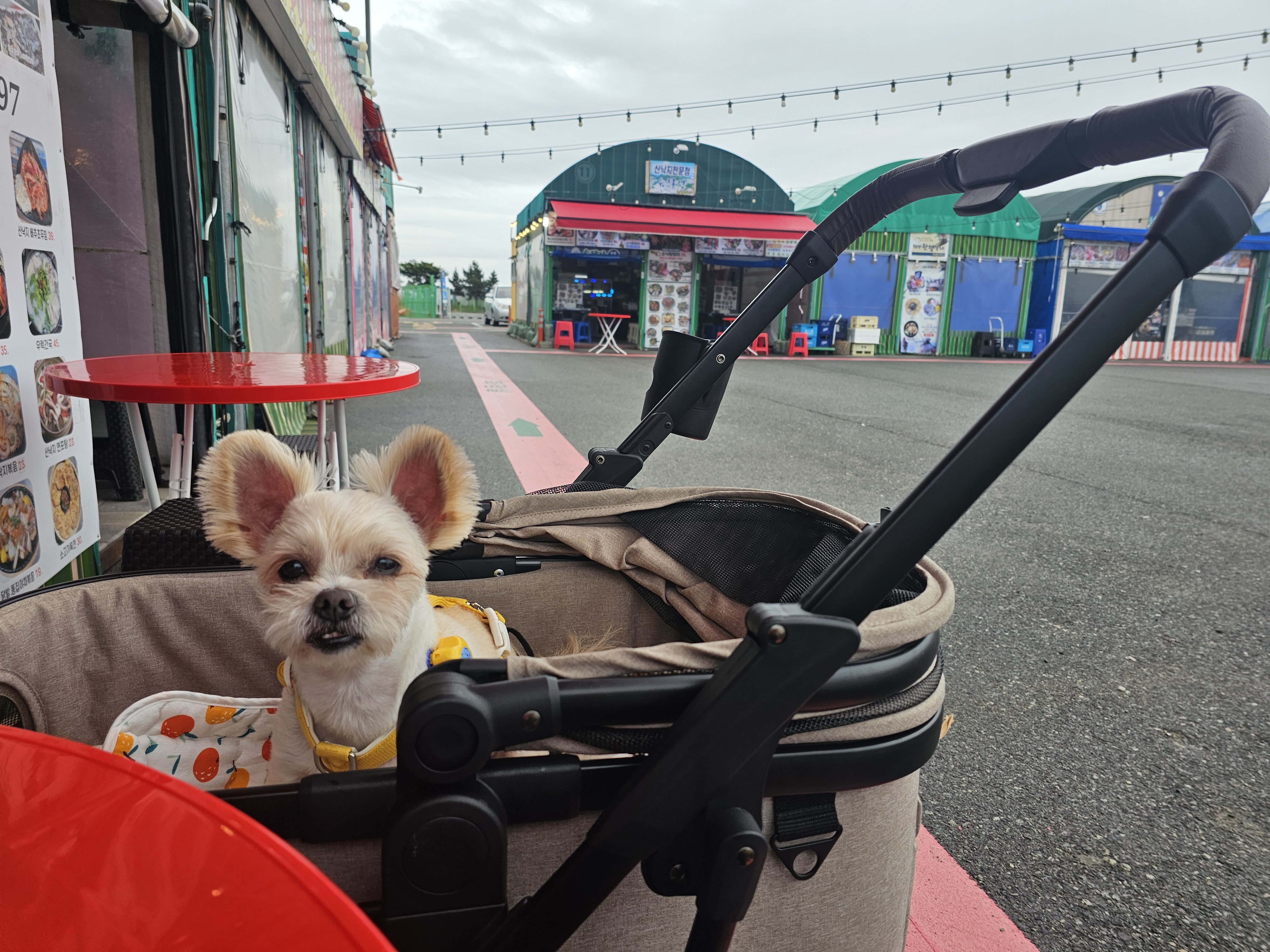 소중한 가족 두식이(구 엘디)3년 후기