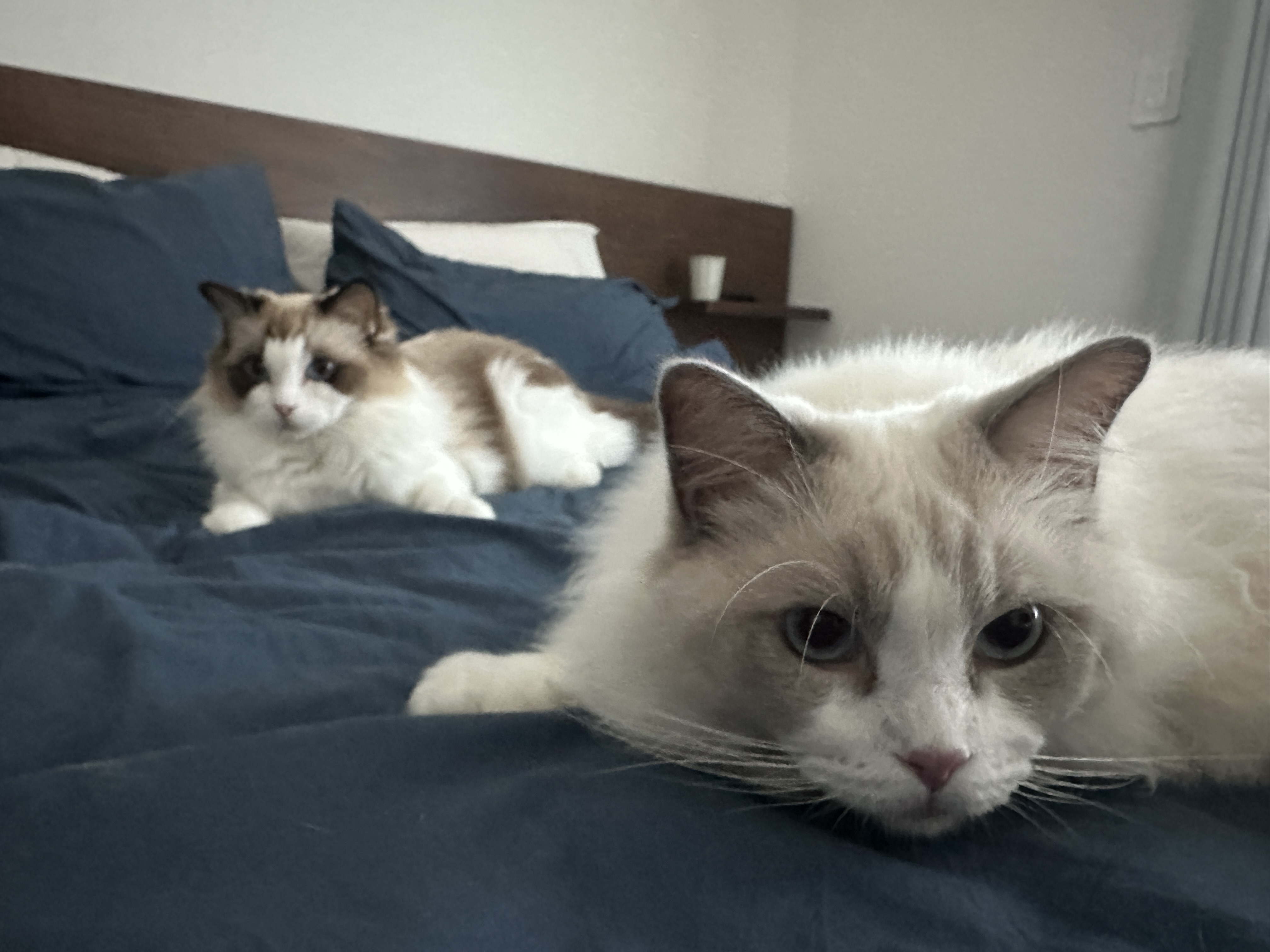 구 라푼젤 현 라라 1주일 입양기 feat. 현 샤샤 구 에리얼