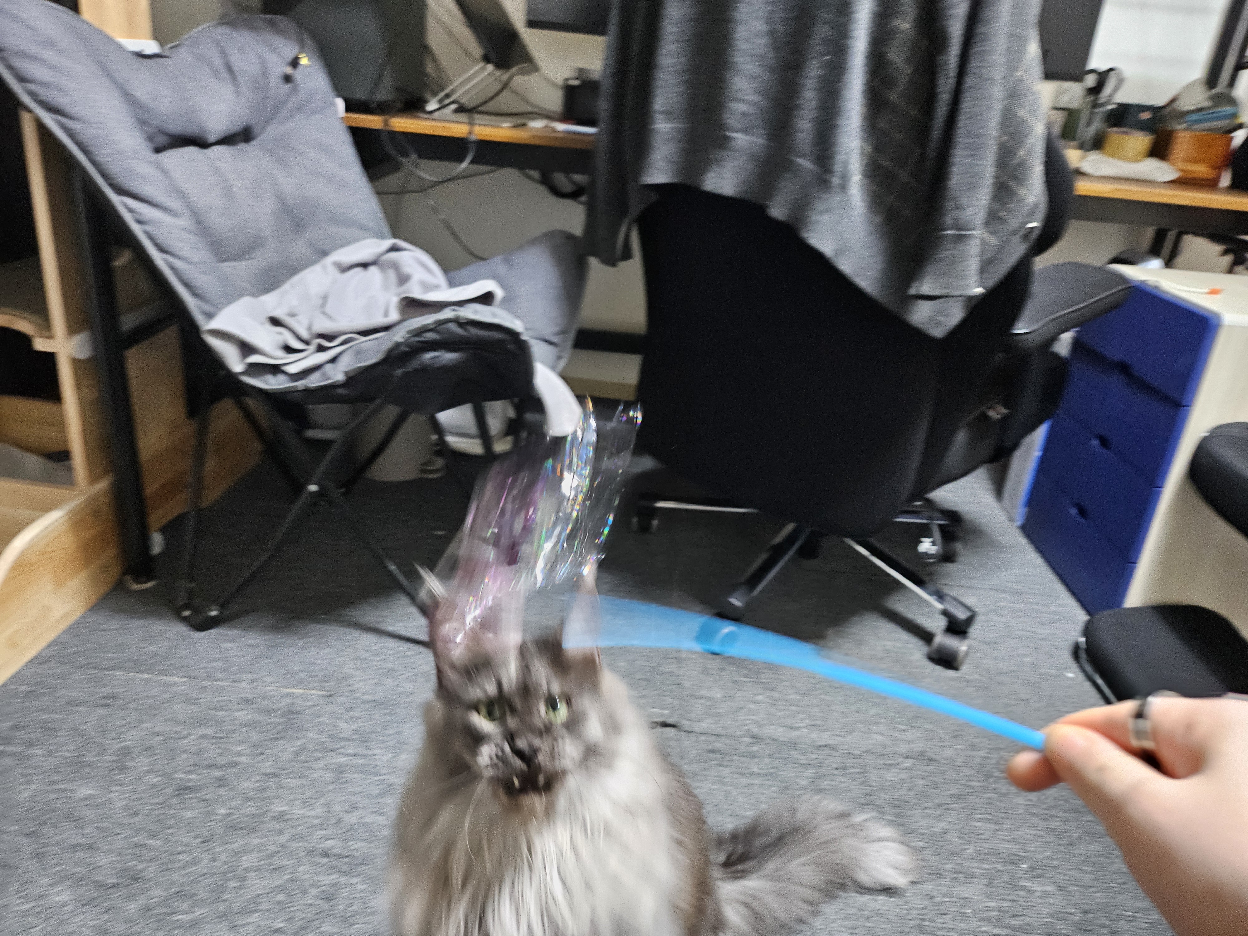 꾼 입양 3개월차!!