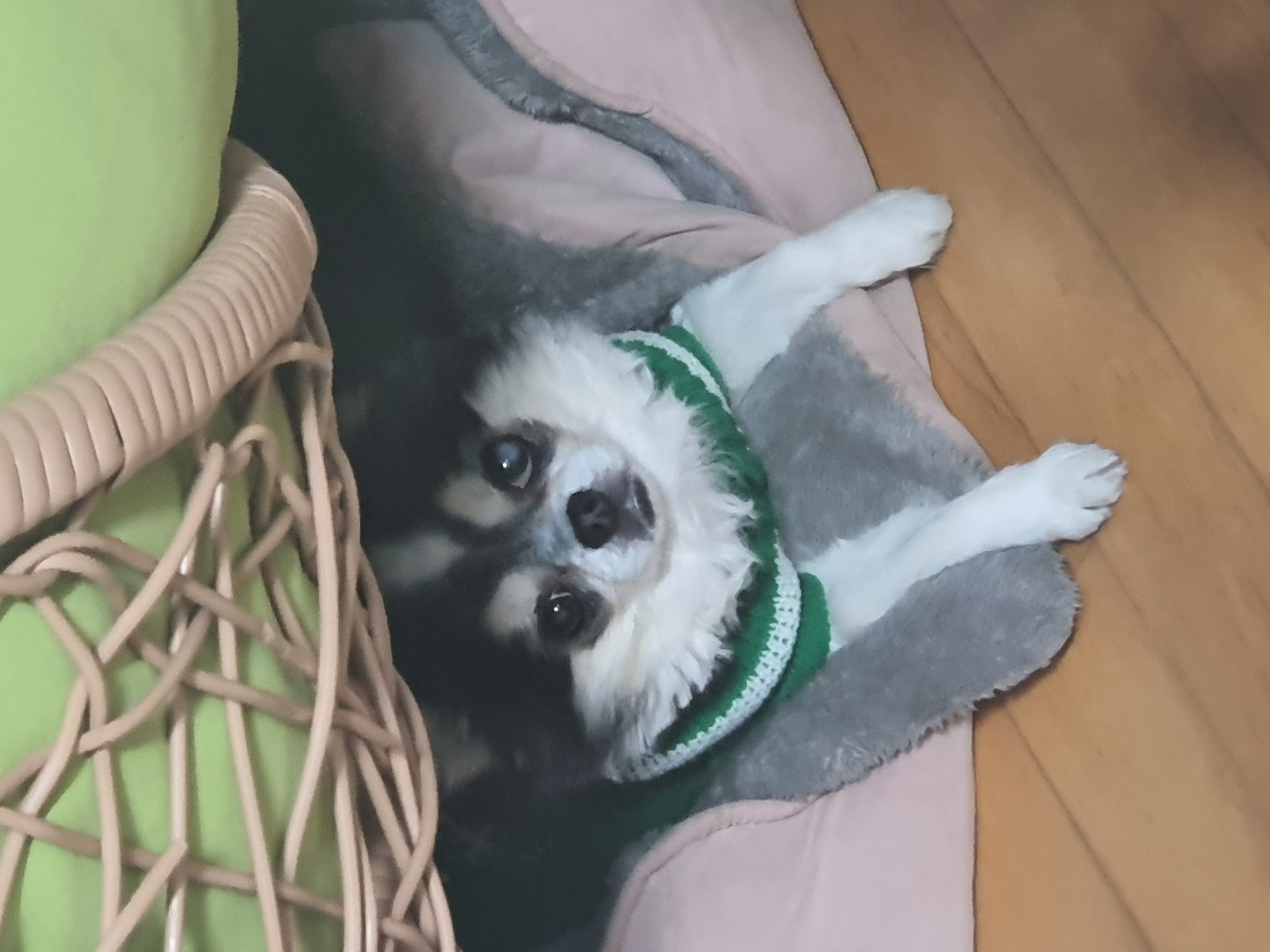 세치 소식 너무 늦게 알려 드리네요ㅠㅡㅠ