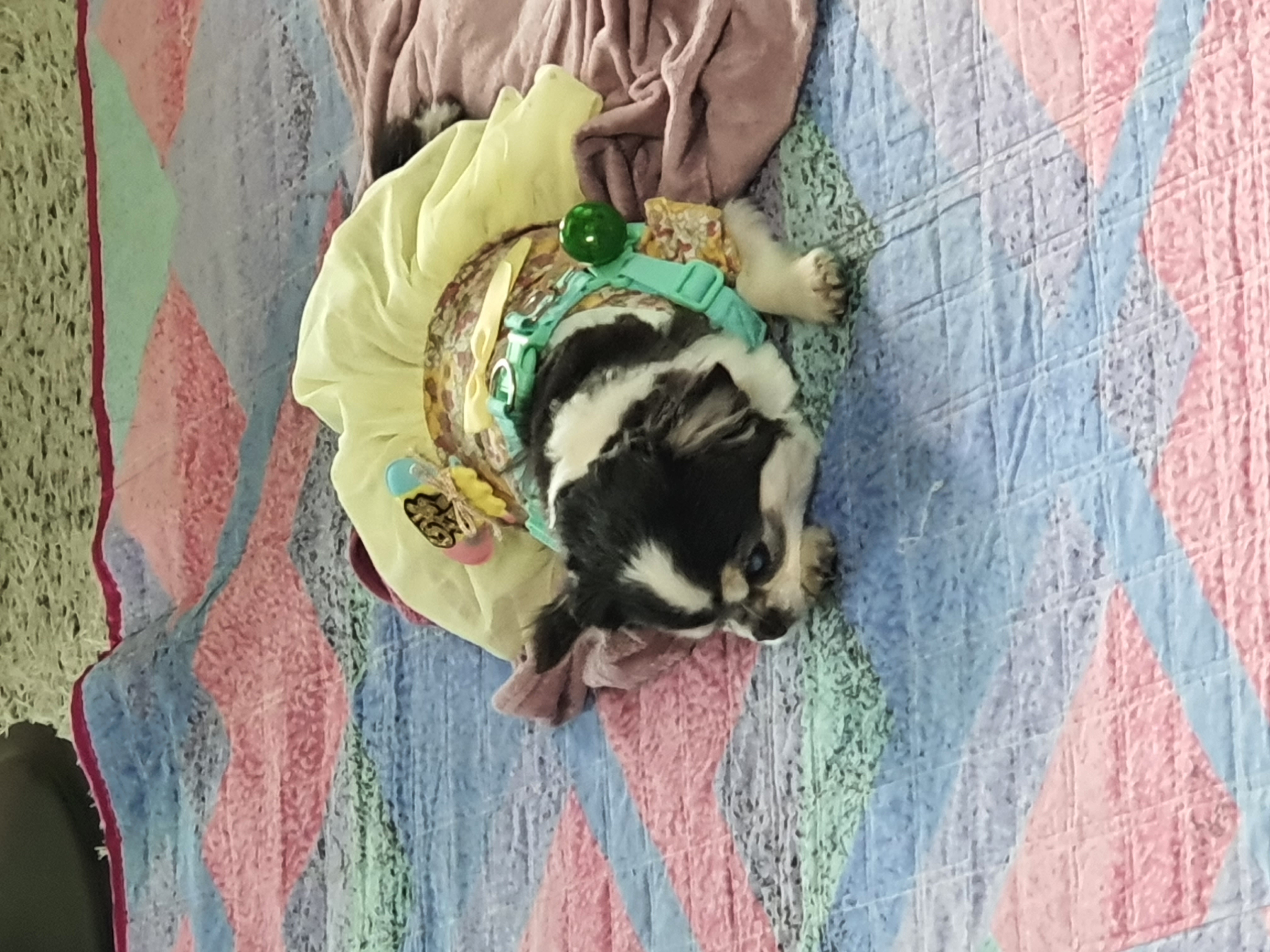 세치 소식 너무 늦게 알려 드리네요ㅠㅡㅠ