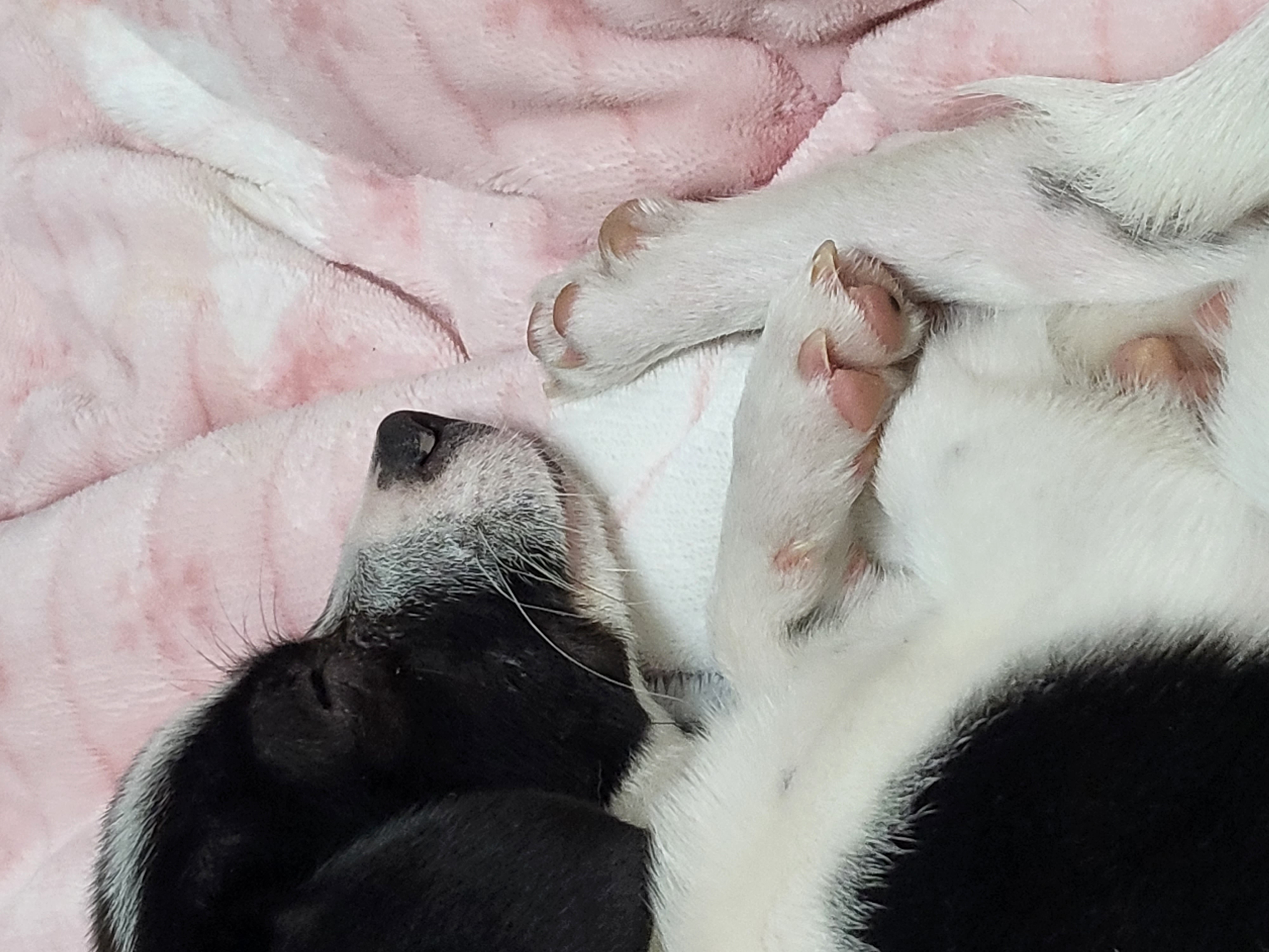 라일락 (지아) 한달 입양후기