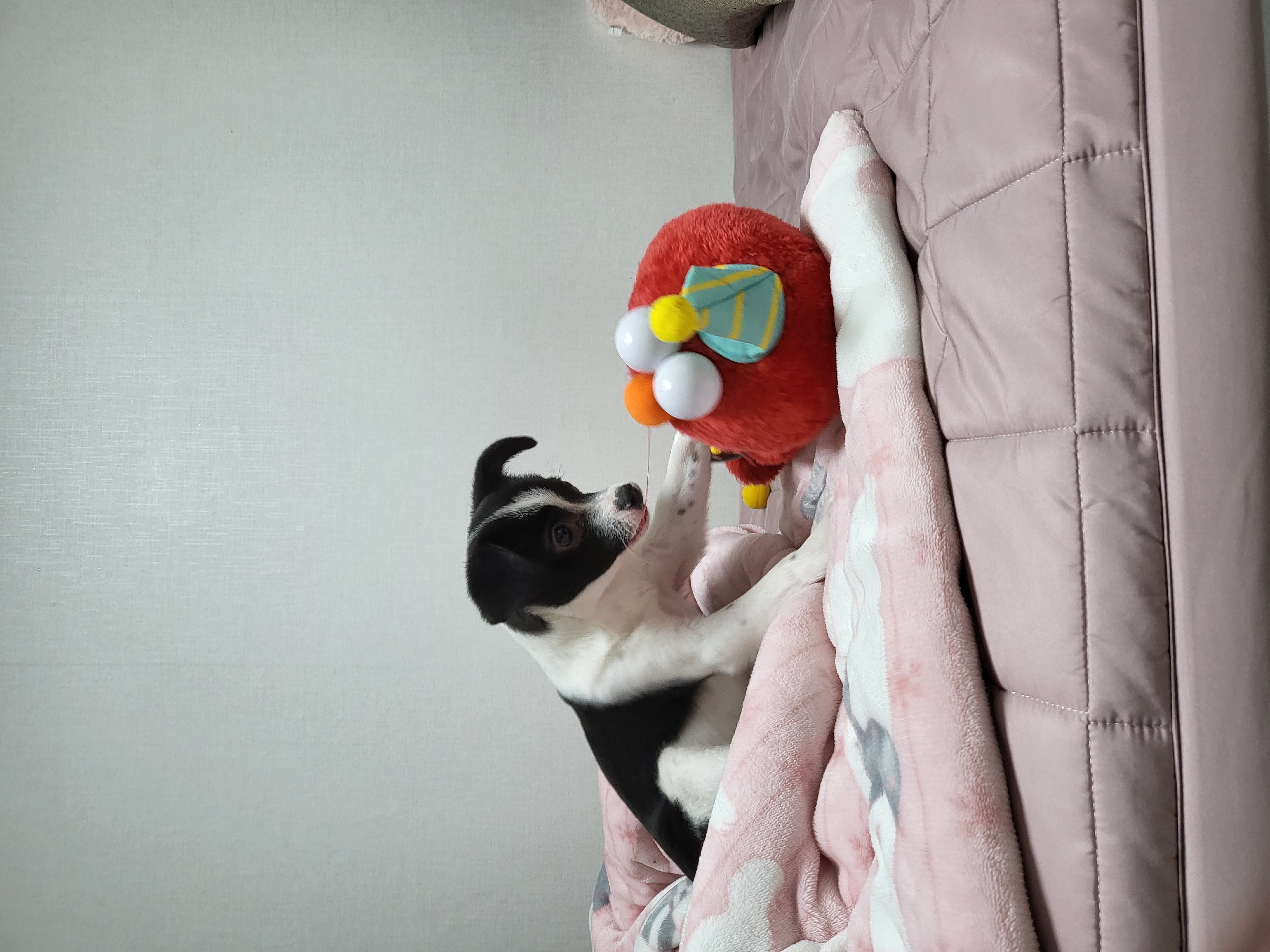 라일락 (지아) 한달 입양후기