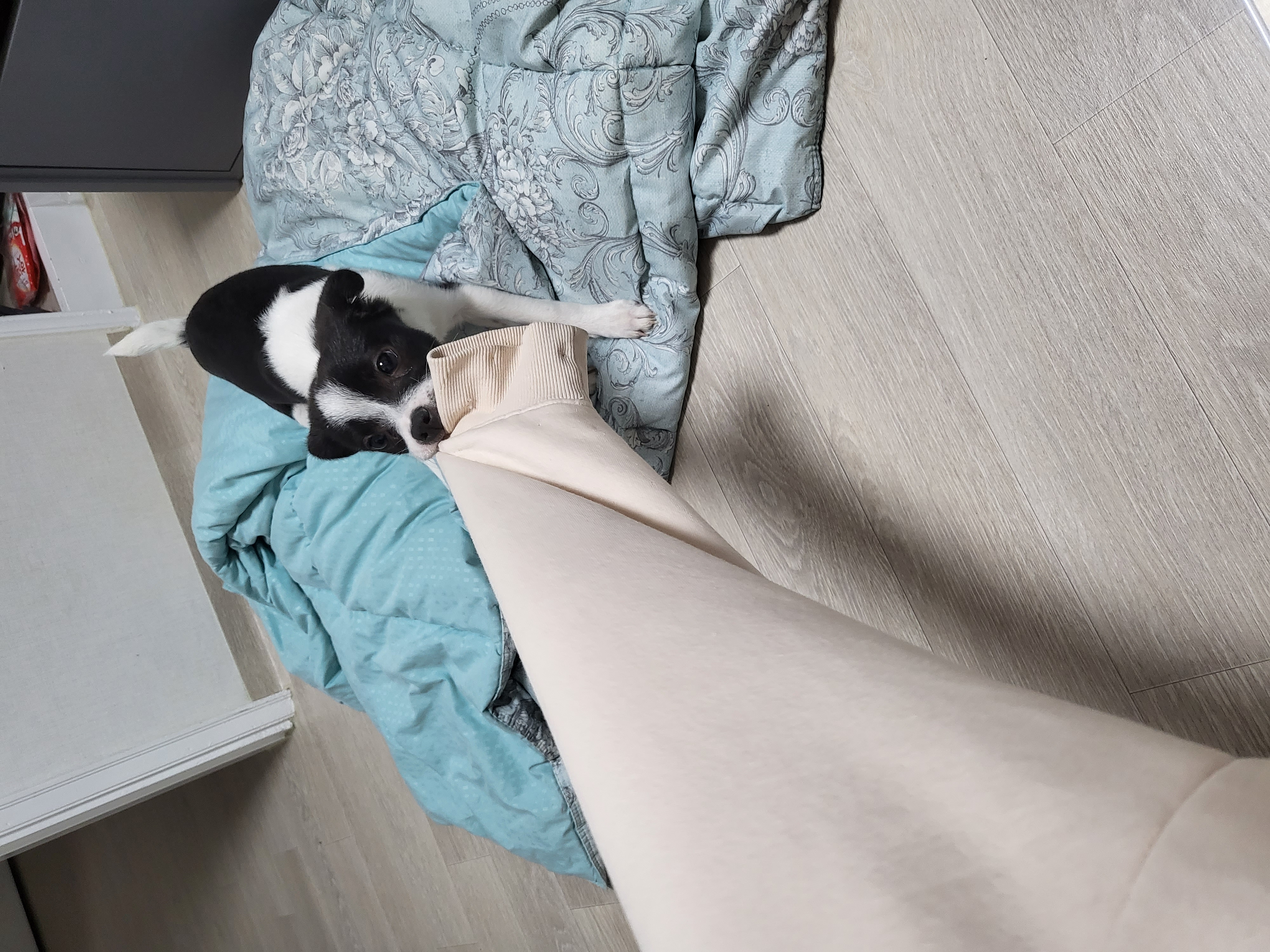 라일락 (지아) 한달 입양후기