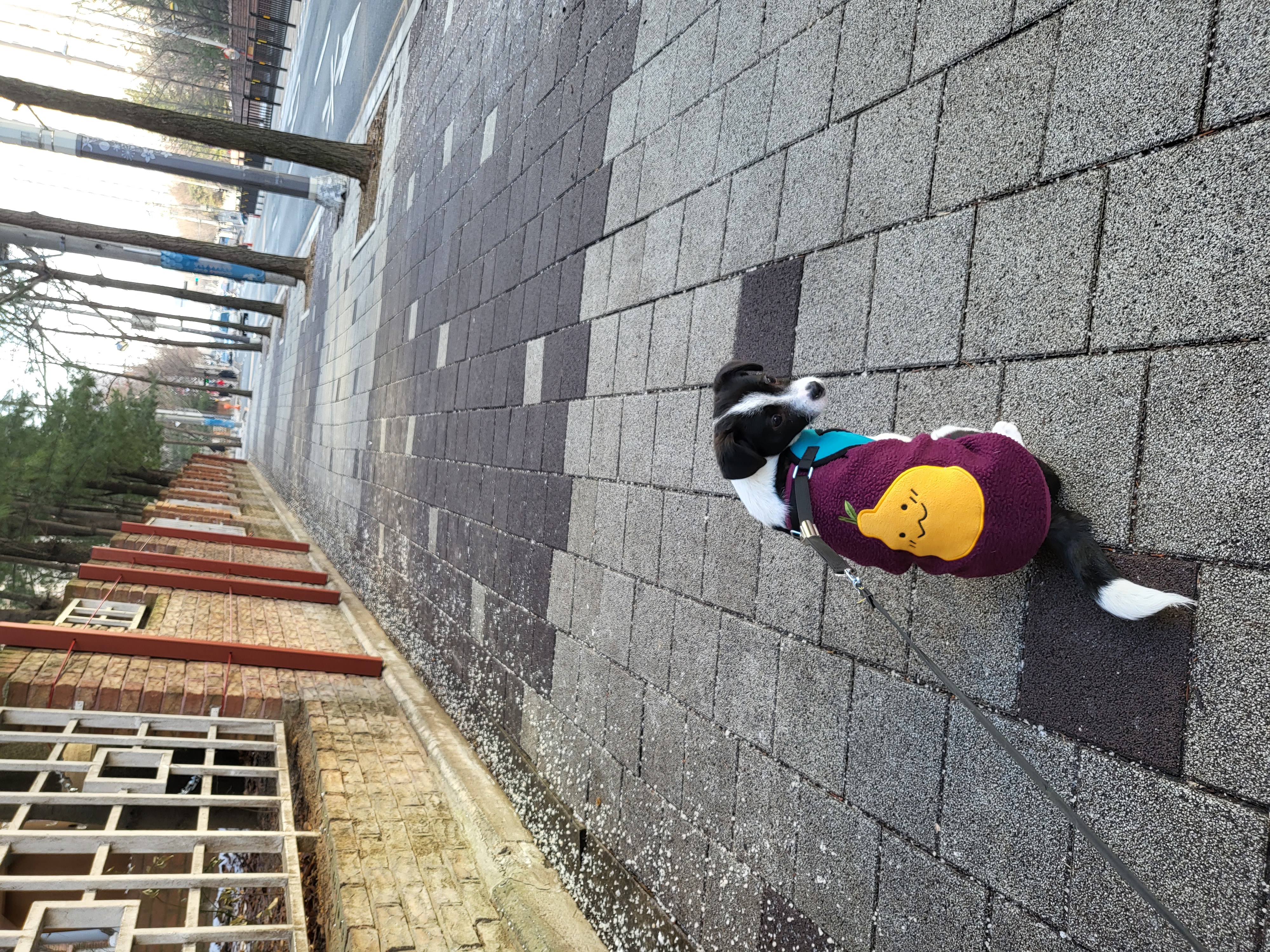 라일락 (지아) 한달 입양후기