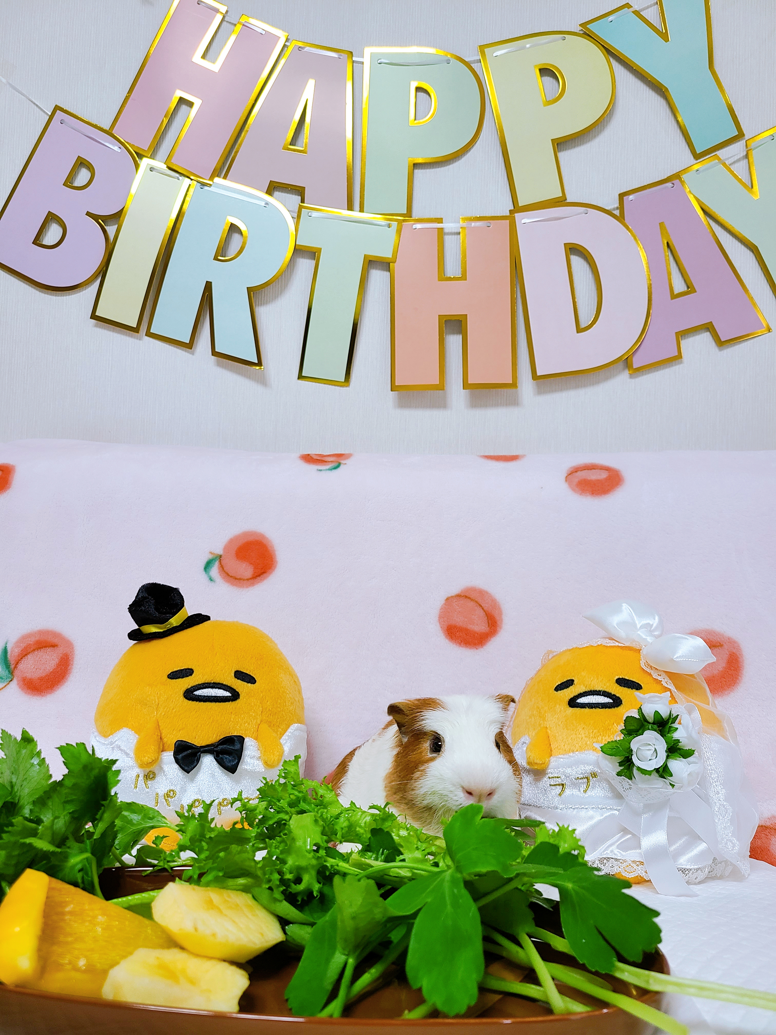 기니피그 마론&크림 2주년♡