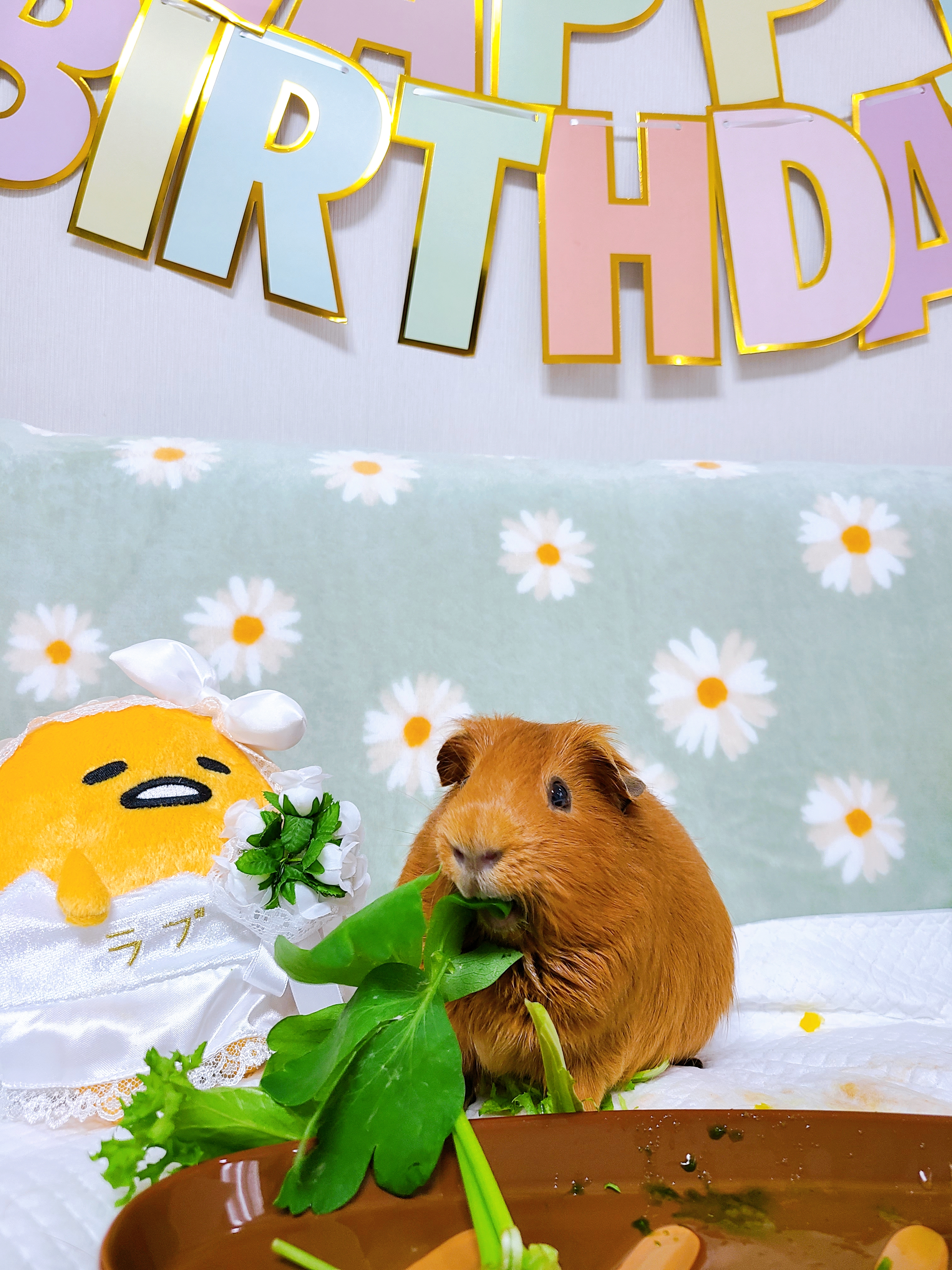 기니피그 마론&크림 2주년♡