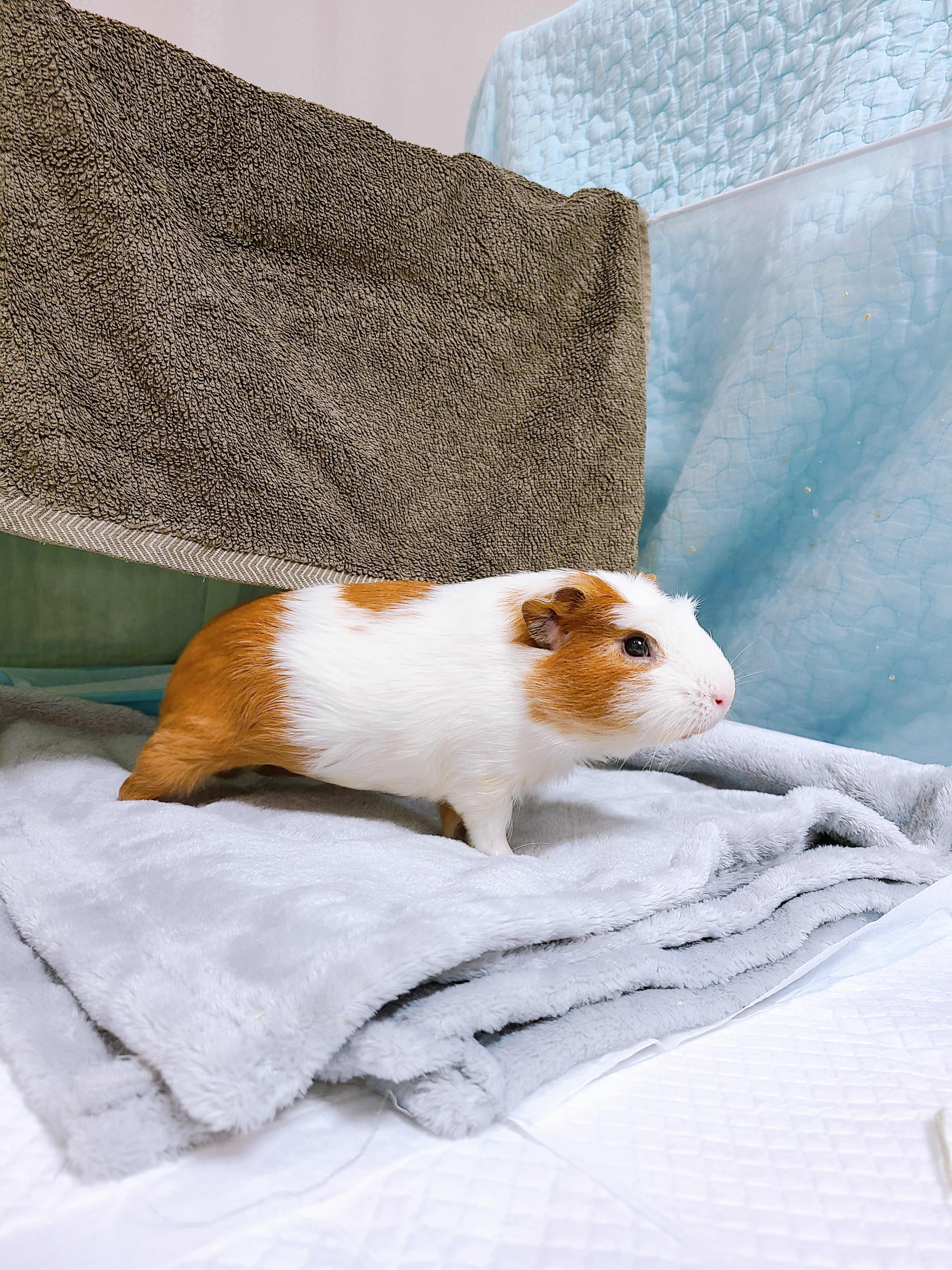 기니피그 마론&크림 2주년♡