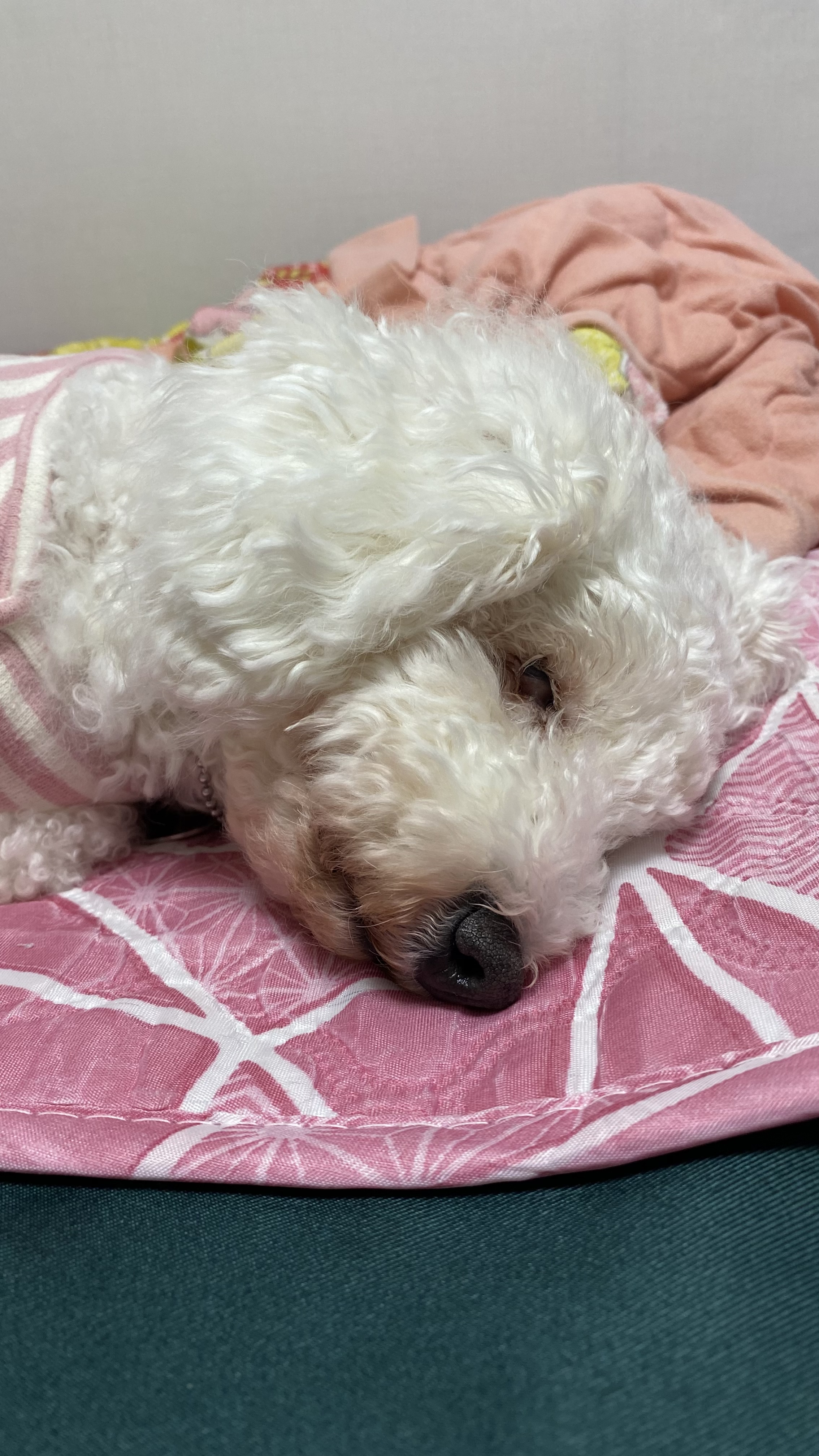 윤랑(쟈스민)의 마지막 심장사상충 일기