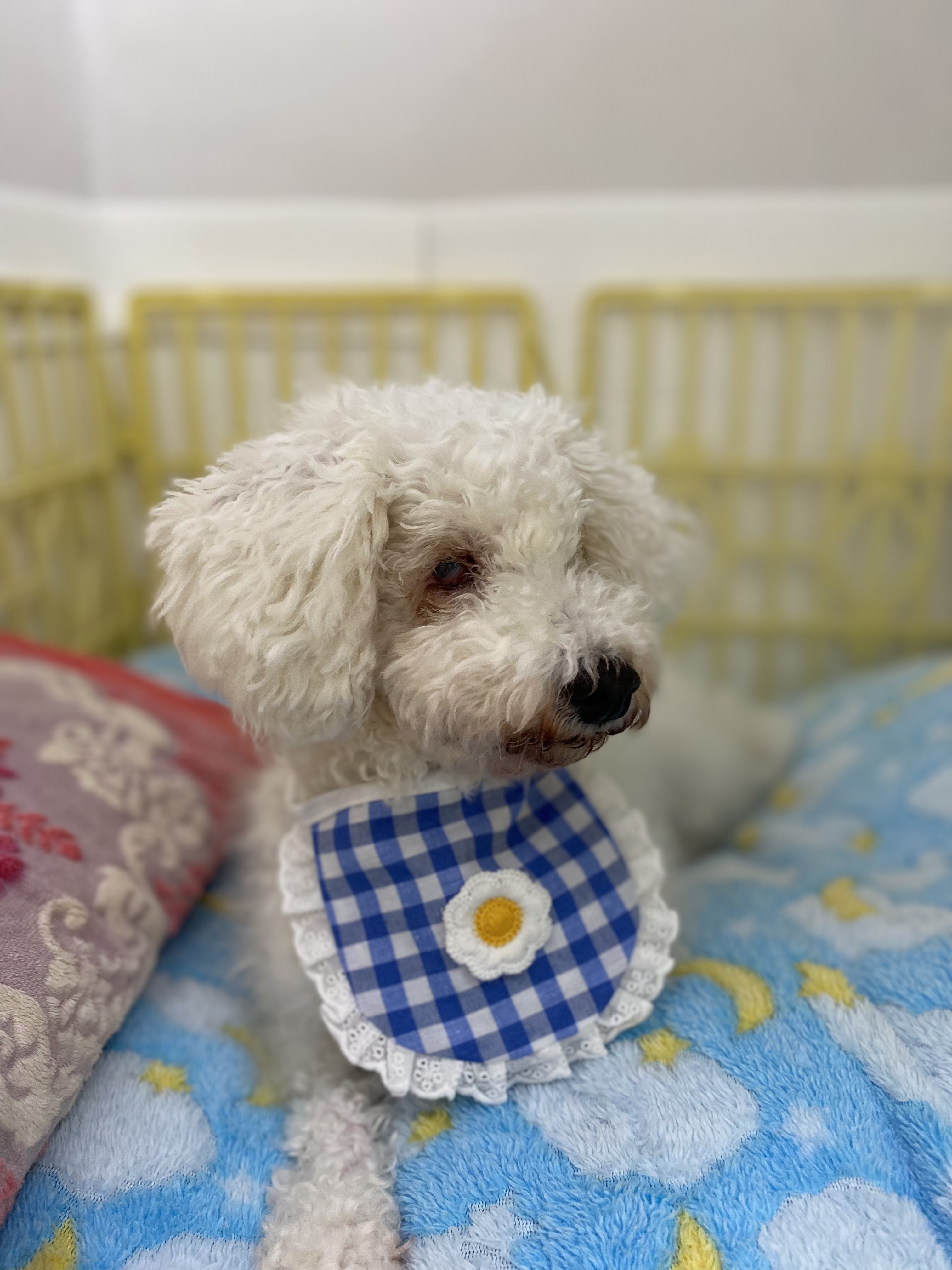 윤랑(쟈스민)의 마지막 심장사상충 일기