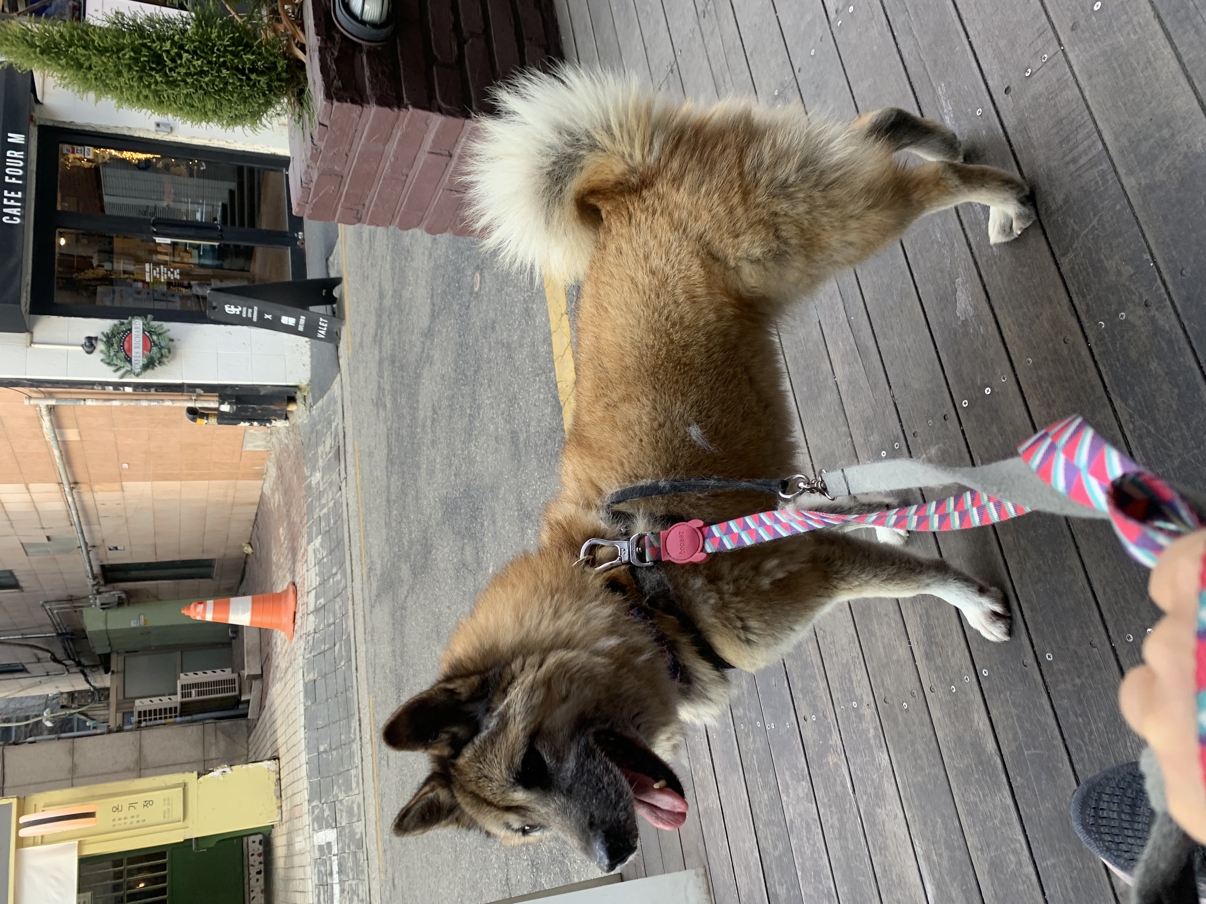 한강이 입양 소식 