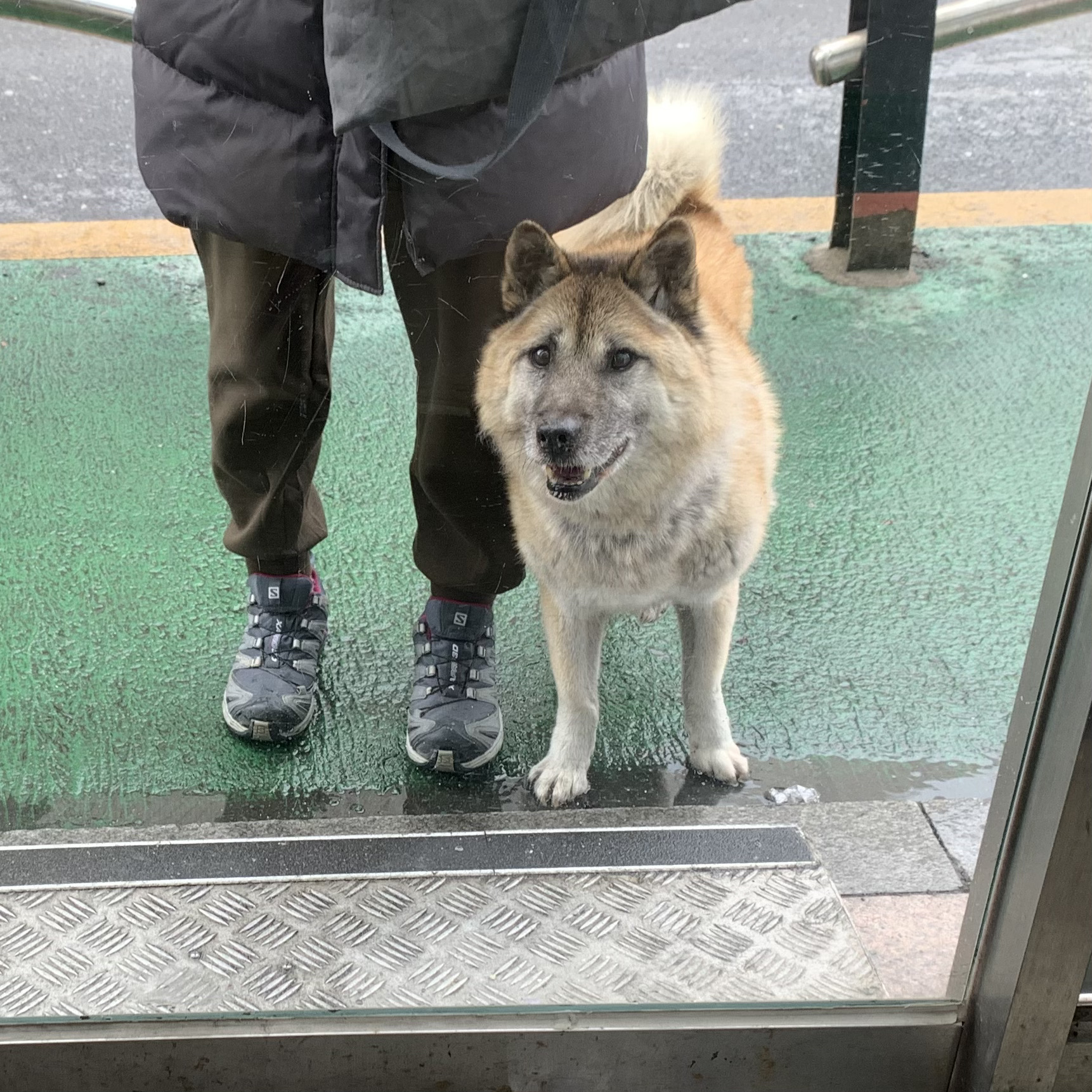 한강이 입양 소식 