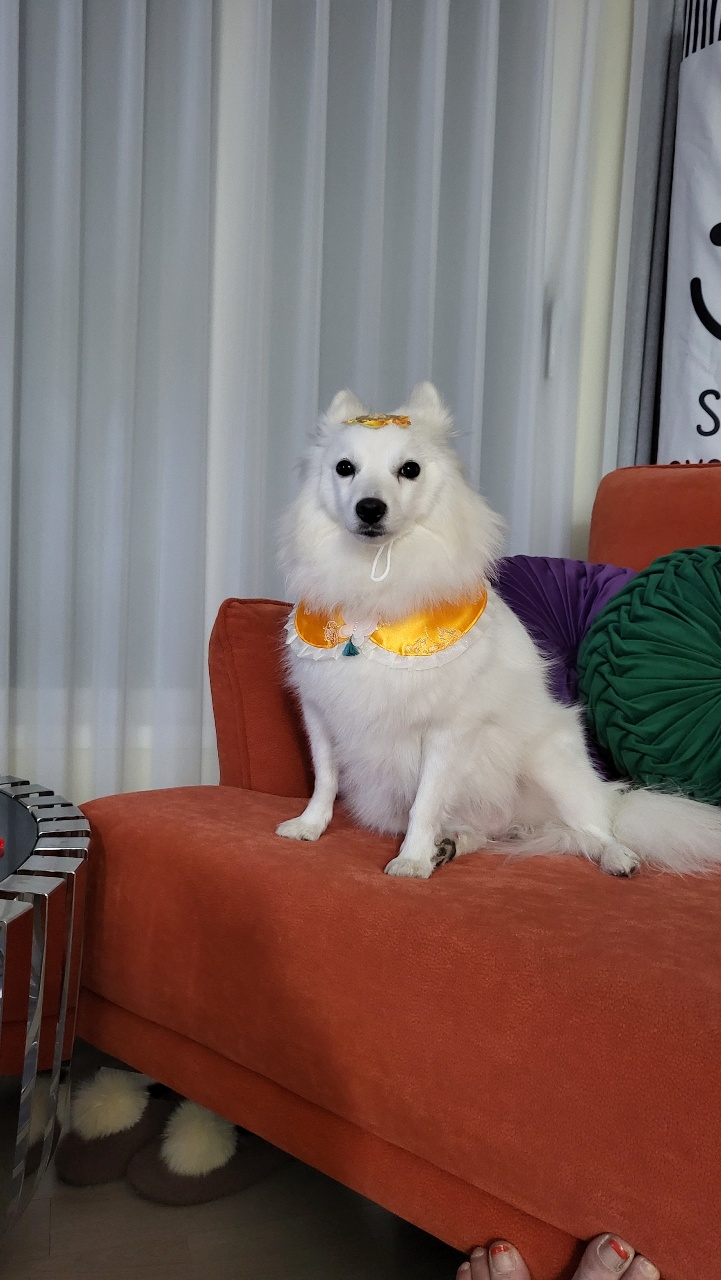 새해 첫 휘핑이에 패션쇼~