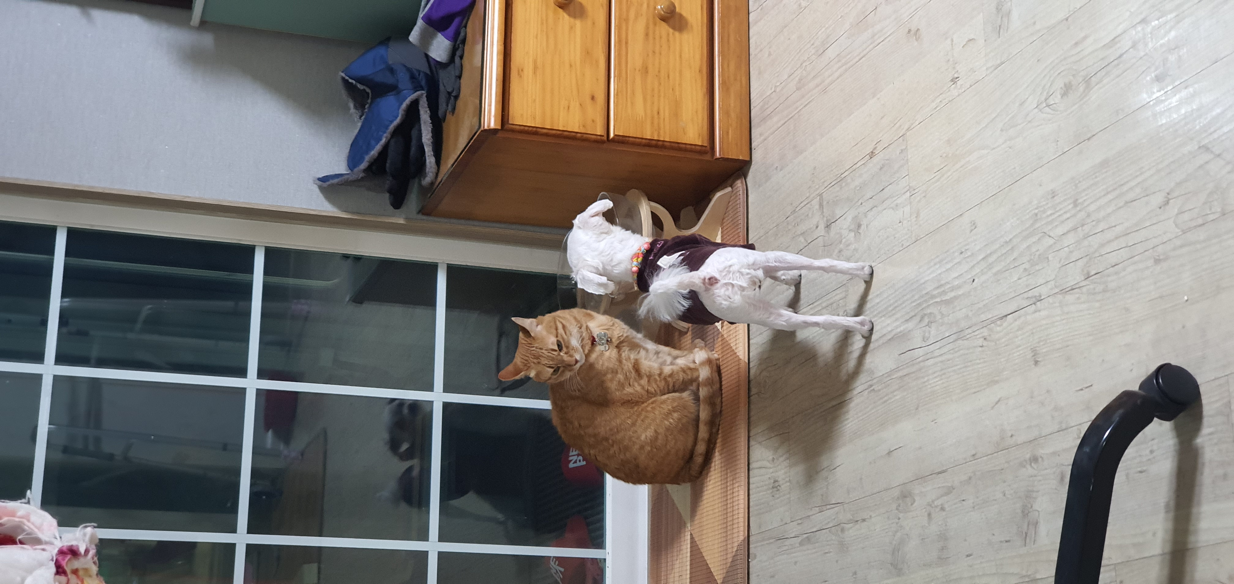 아지 입양 만4년차