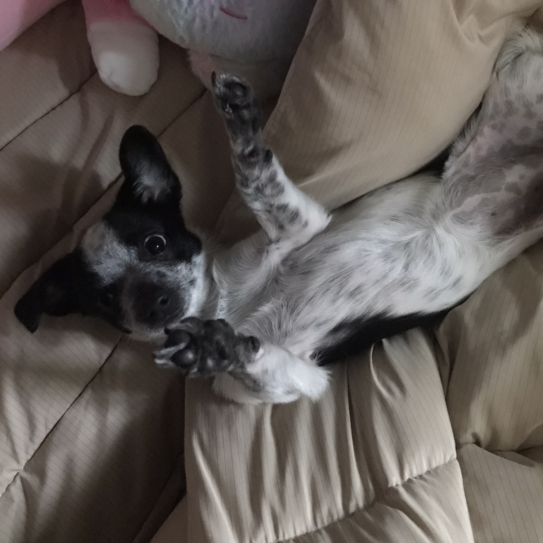 우유(짤랑이)와 함께한 지 D+120