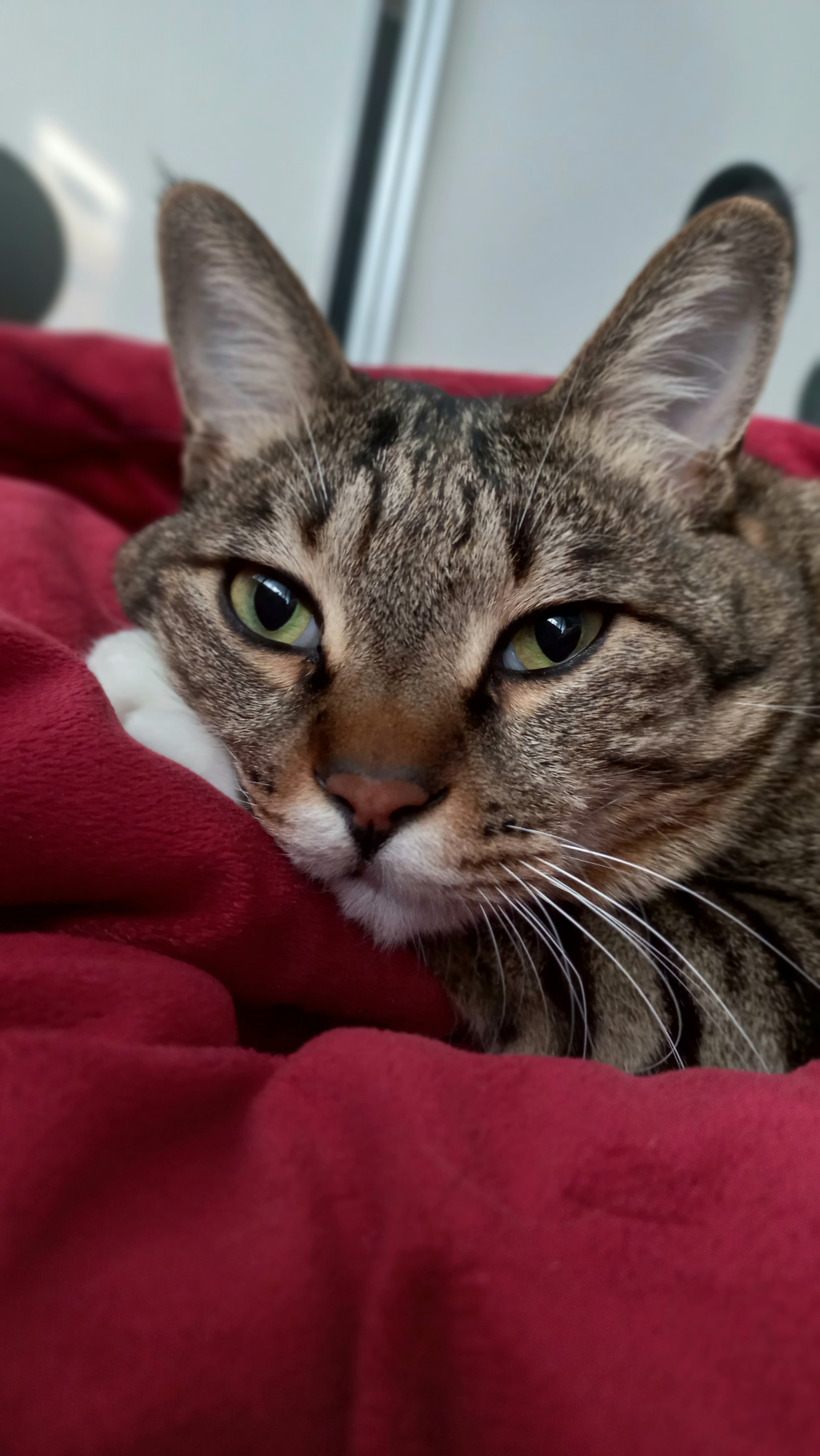 꾸미와 5년째  행복중 입니딘