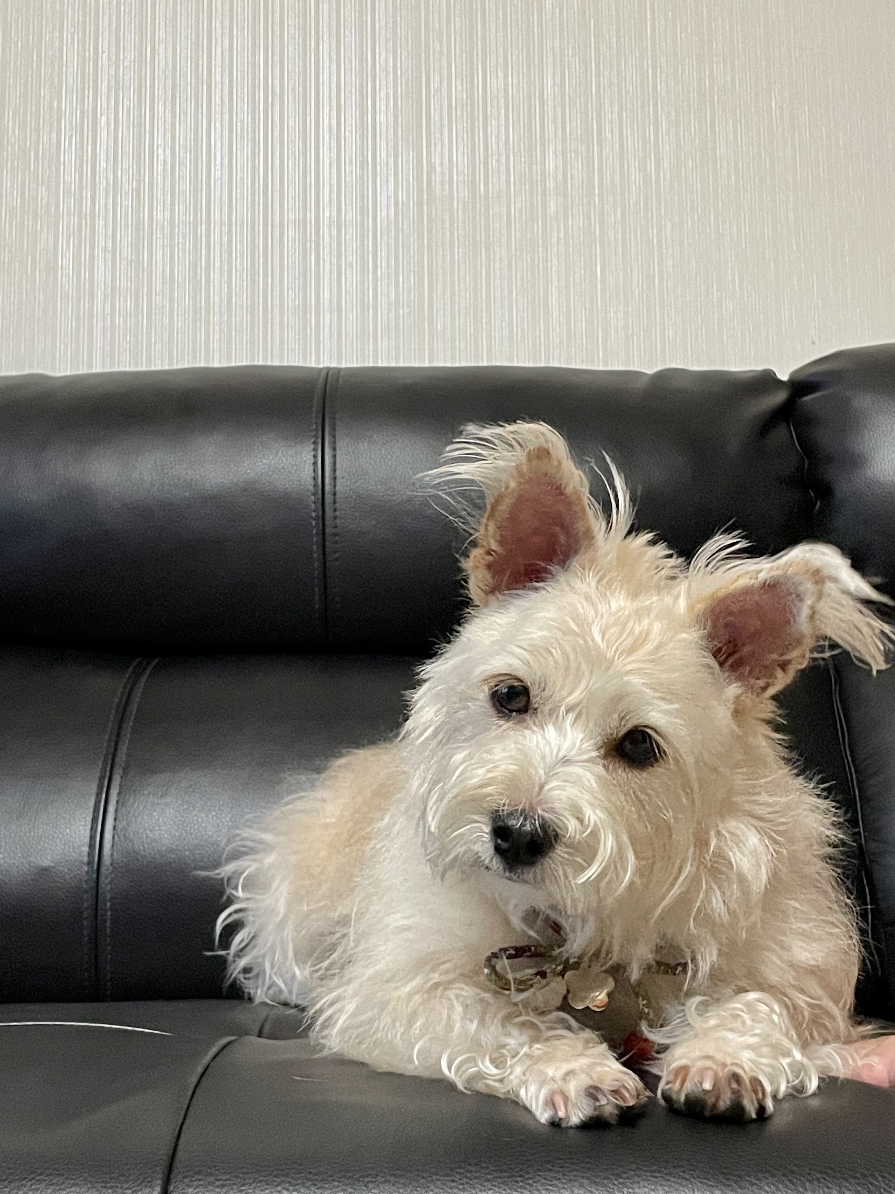 뽀솜이 온지 2년