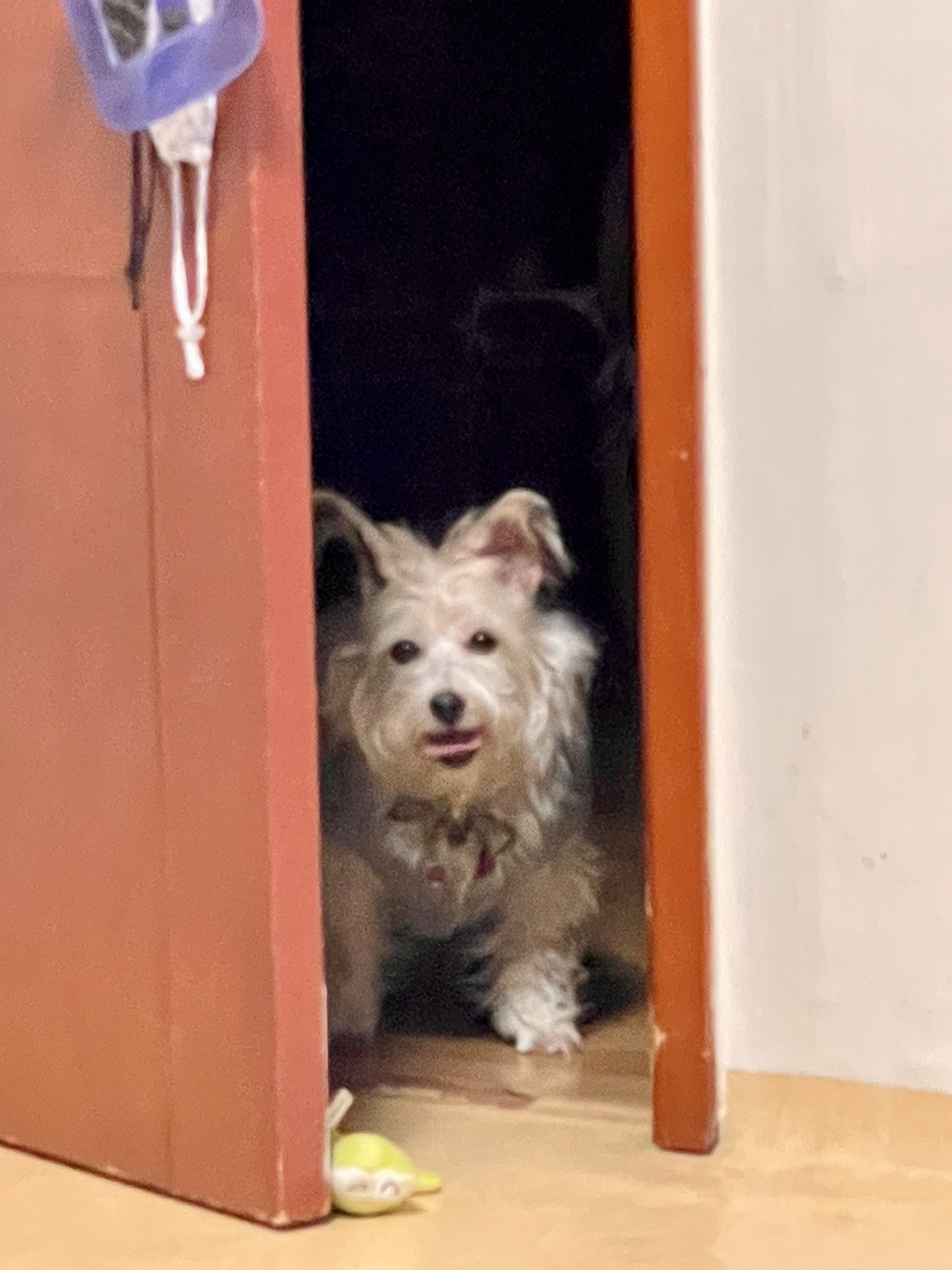 뽀솜이 온지 2년