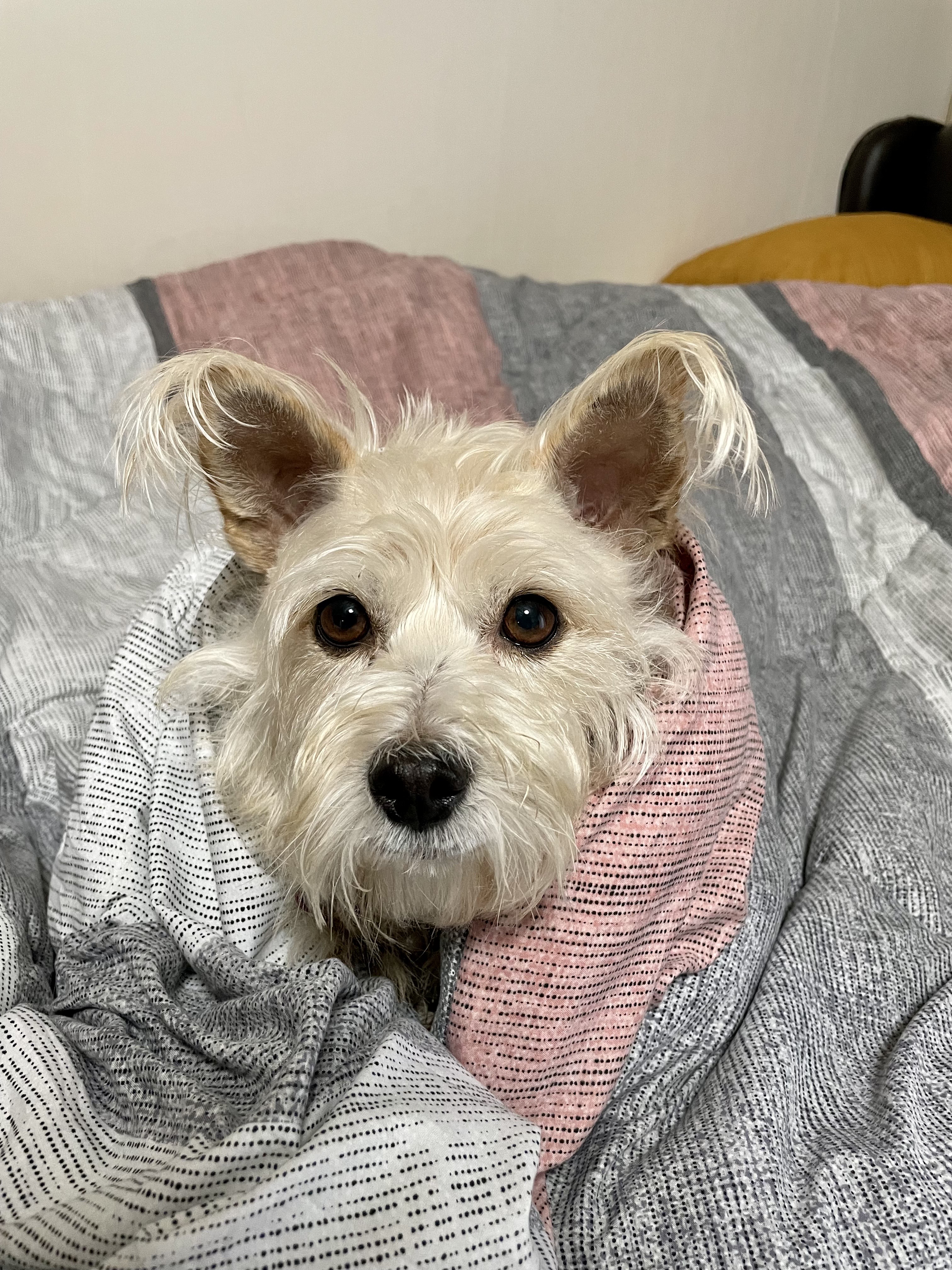 뽀솜이 온지 2년