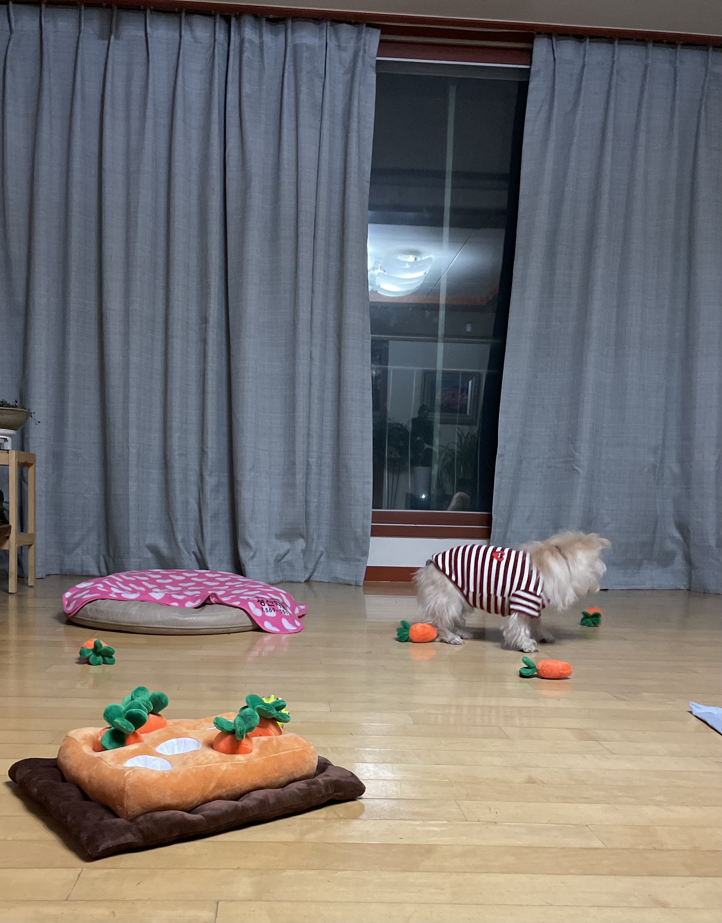 뽀솜이 온지 2년