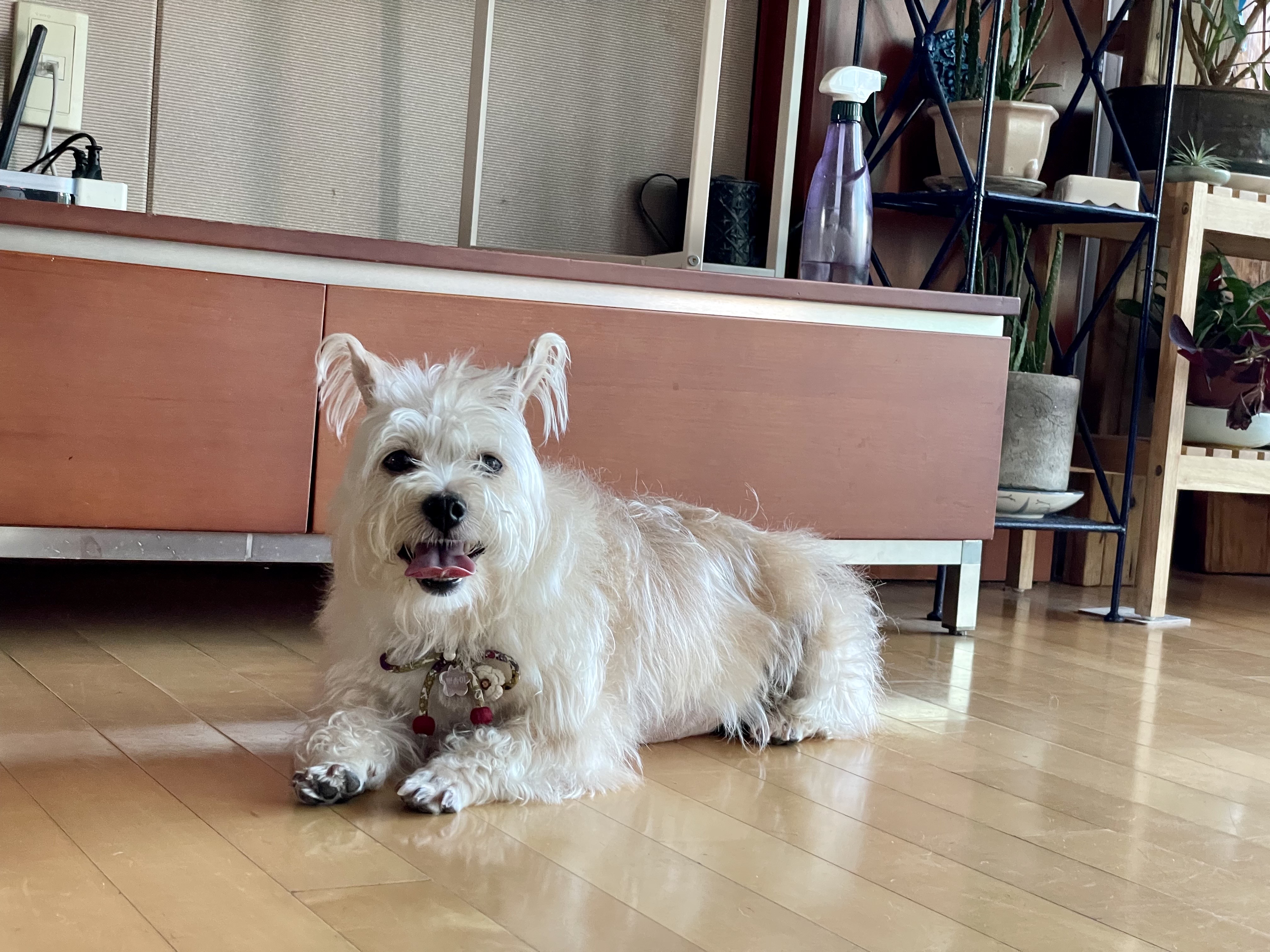 뽀솜이 온지 2년