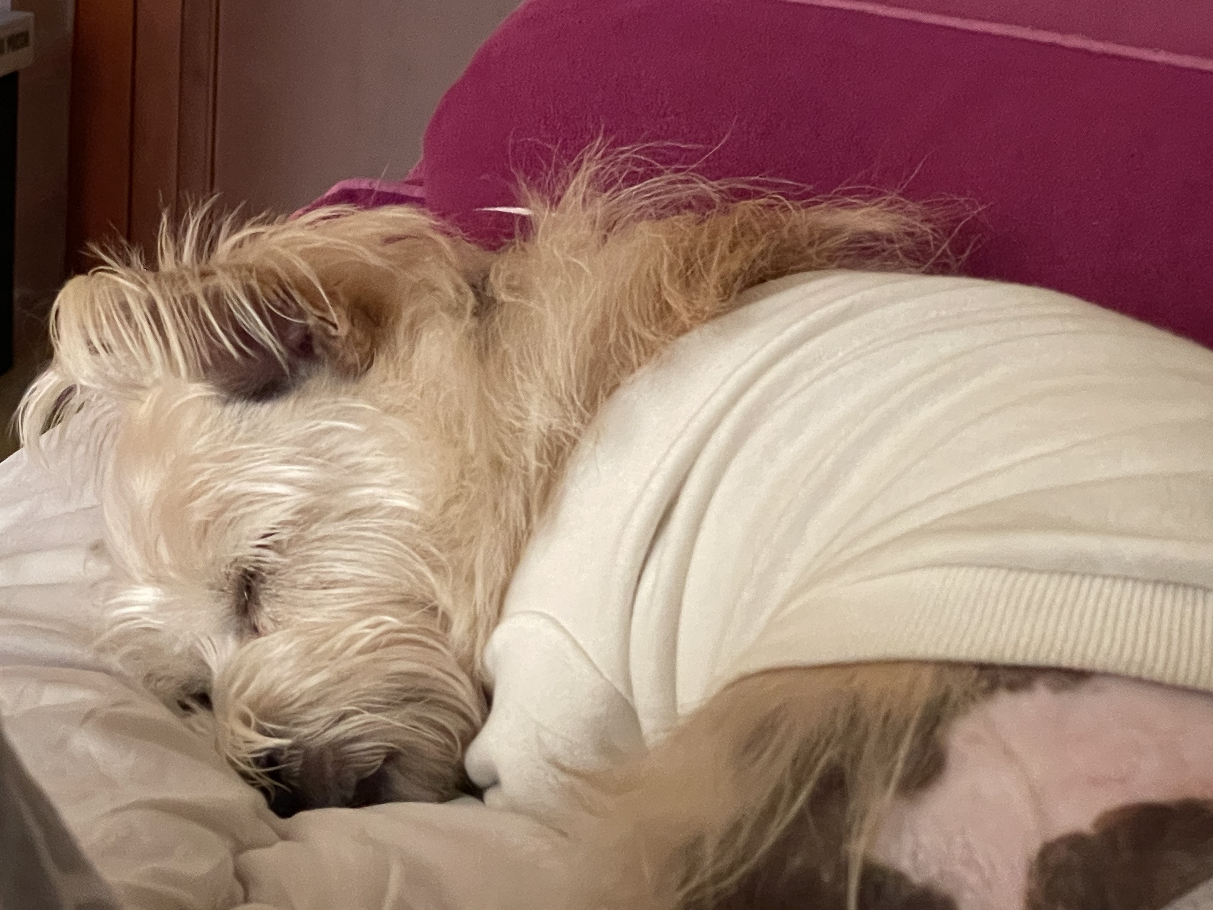 뽀솜이 온지 2년