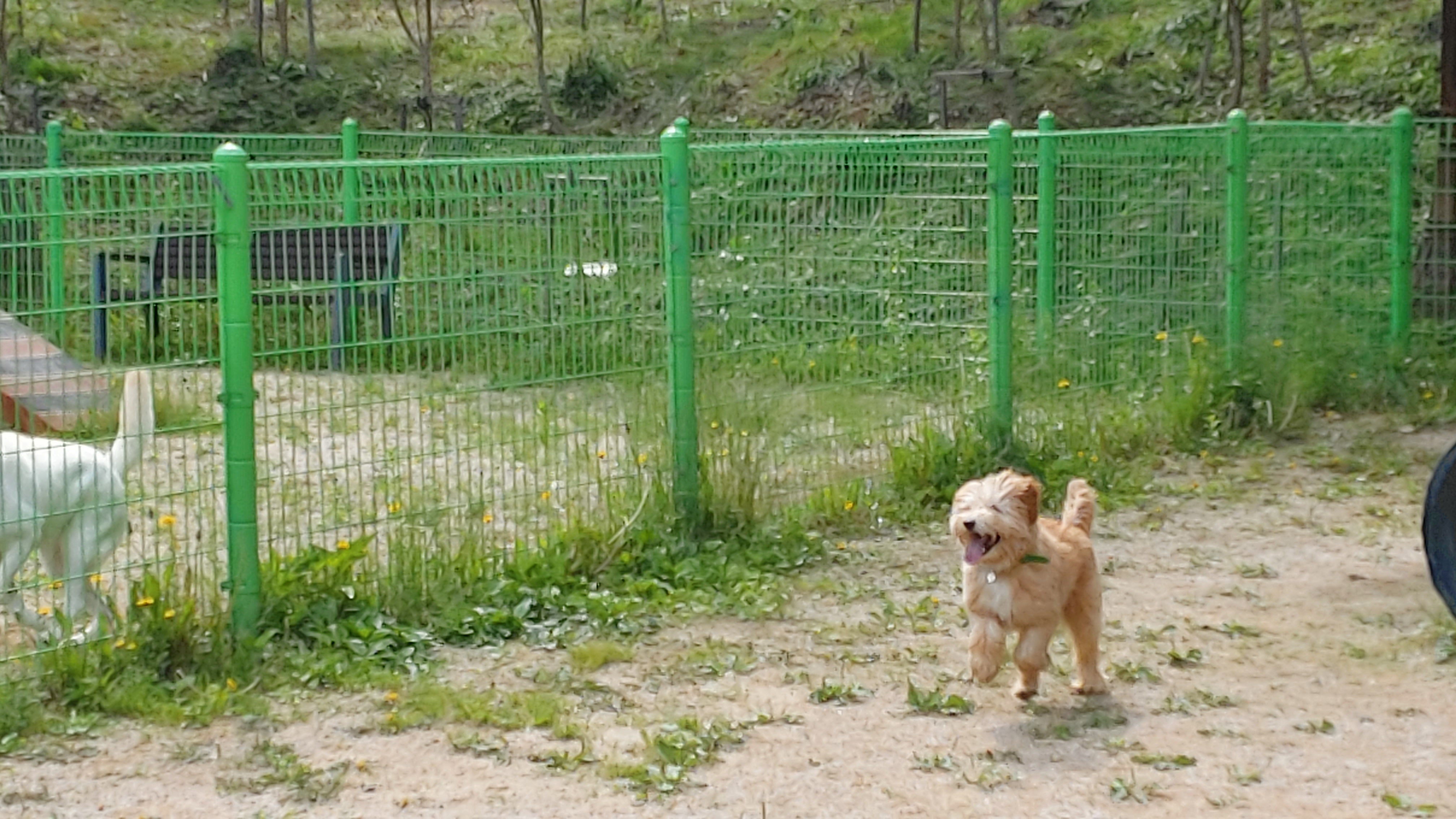 금동(은돌)~ 벌써 1년^^