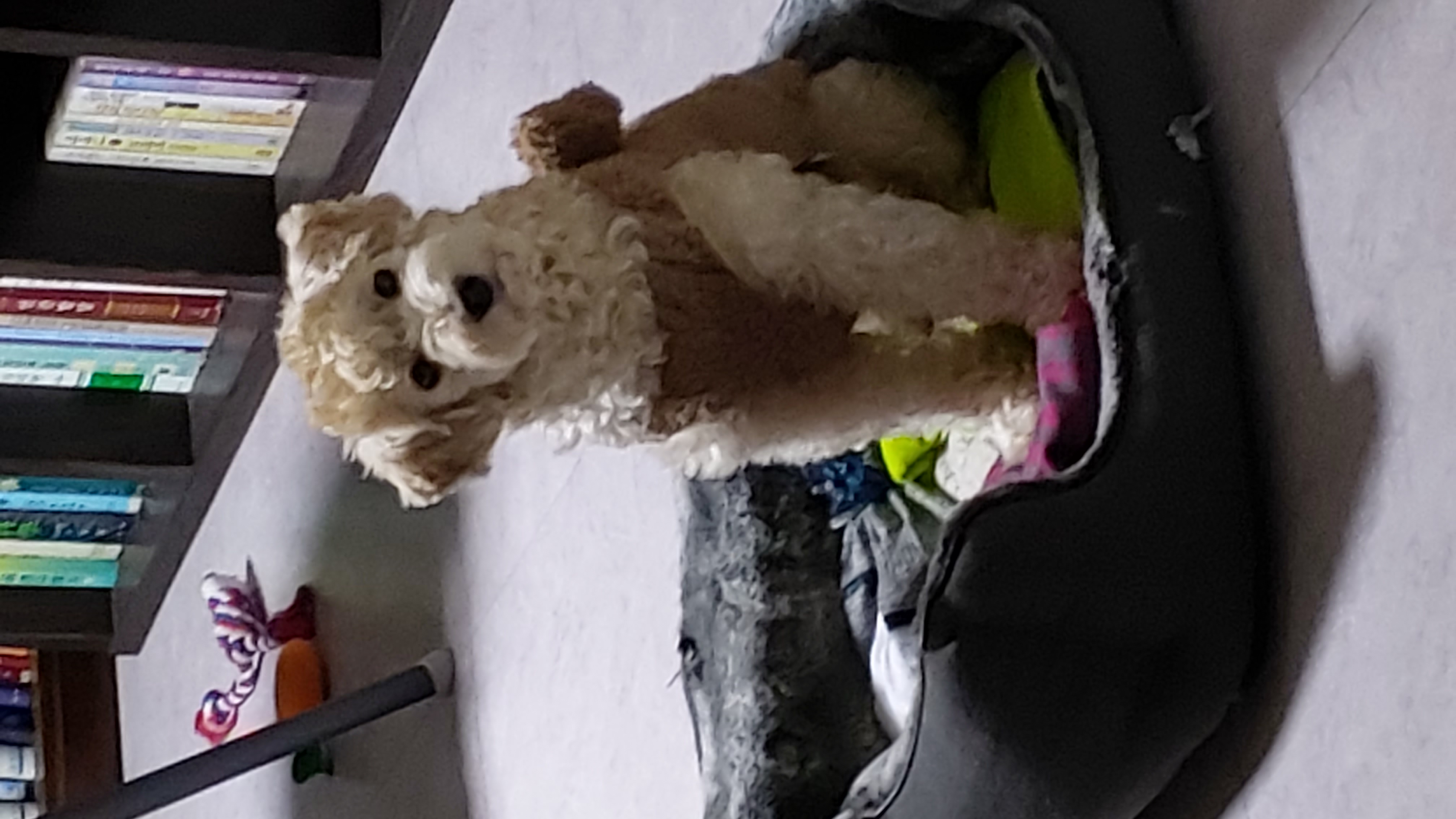 금동(은돌)~ 벌써 1년^^