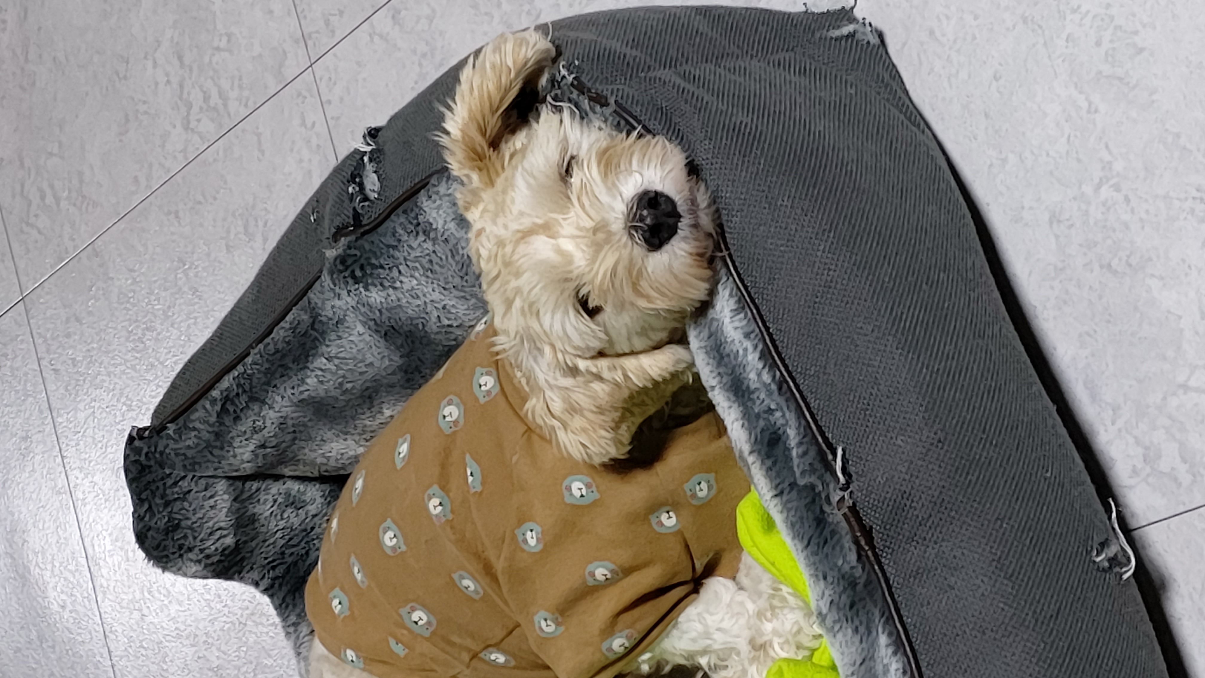 금동(은돌)~ 벌써 1년^^