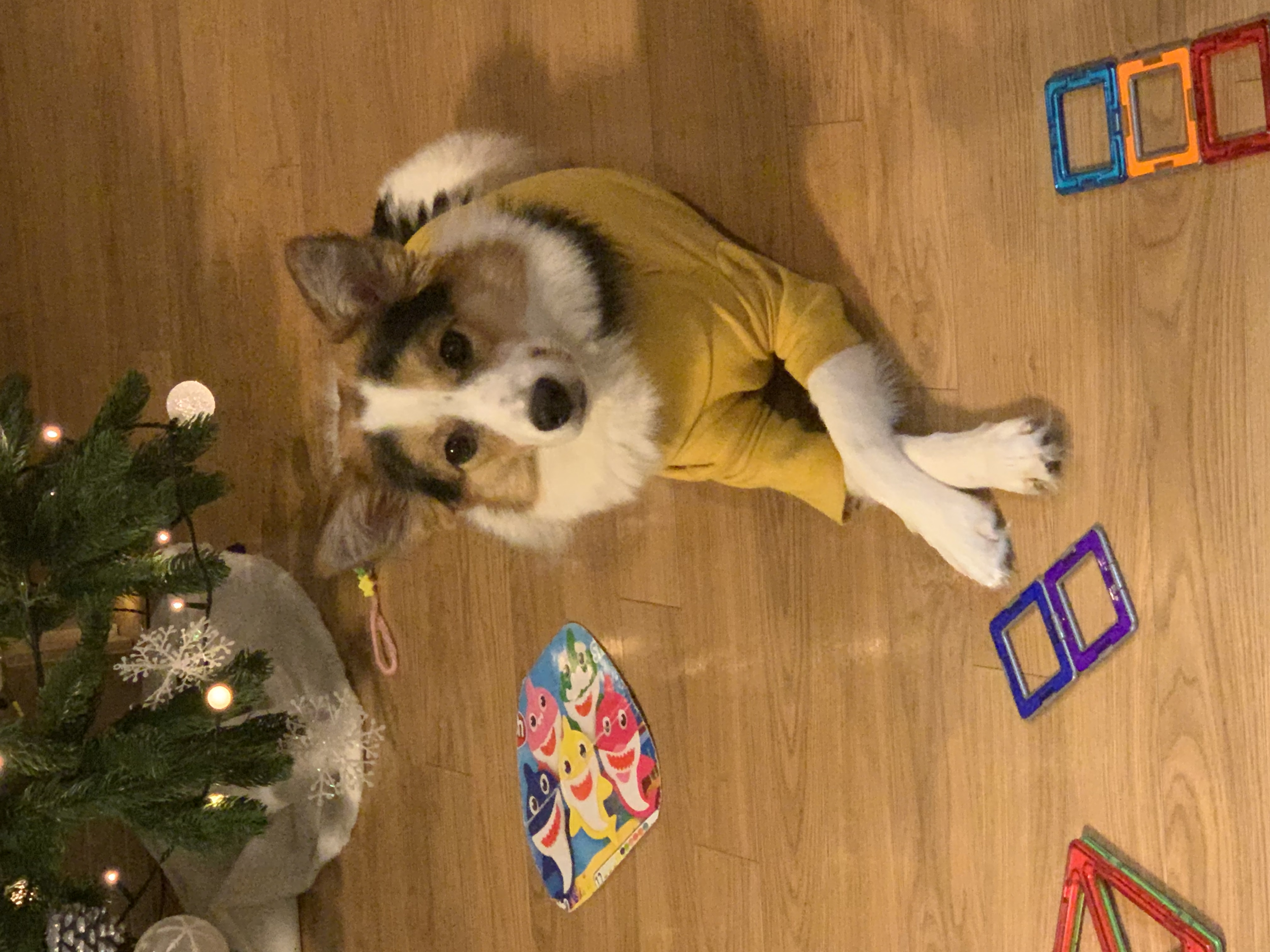 마블이 입양 후 1년 후기