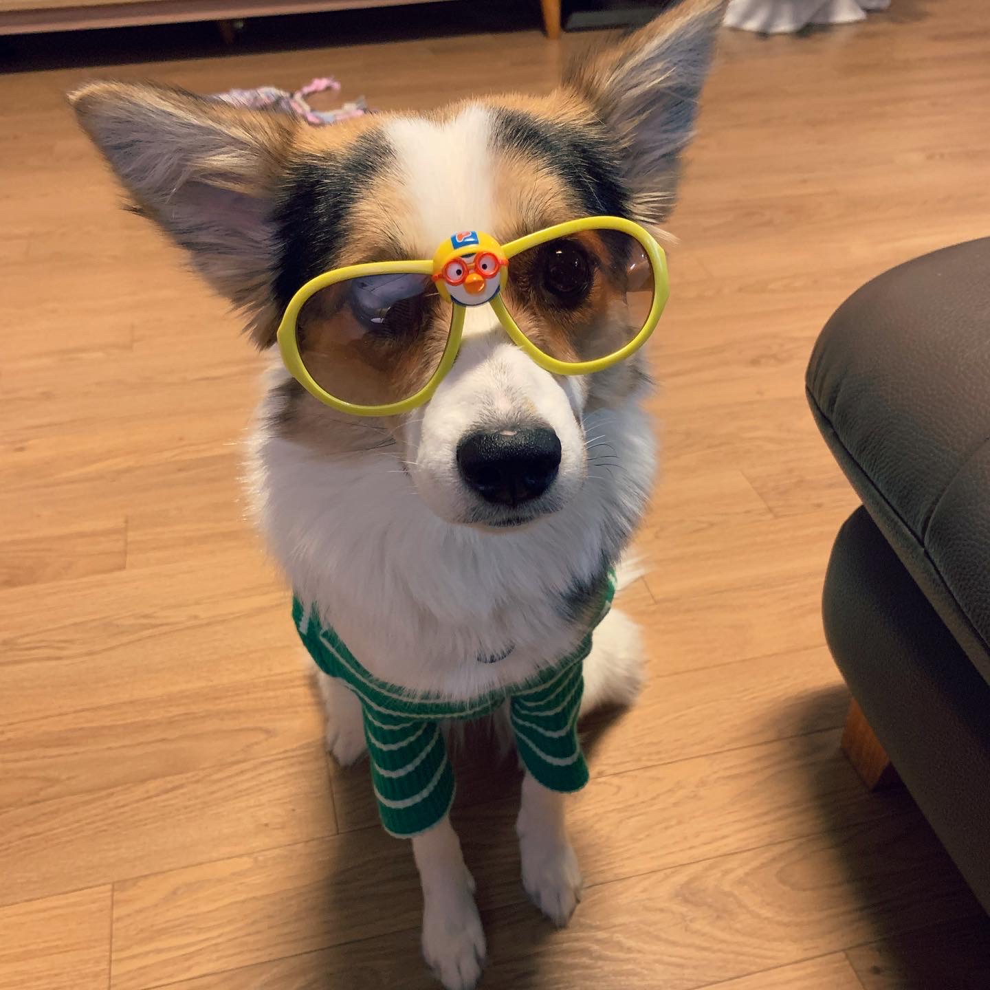 마블이 입양 후 1년 후기