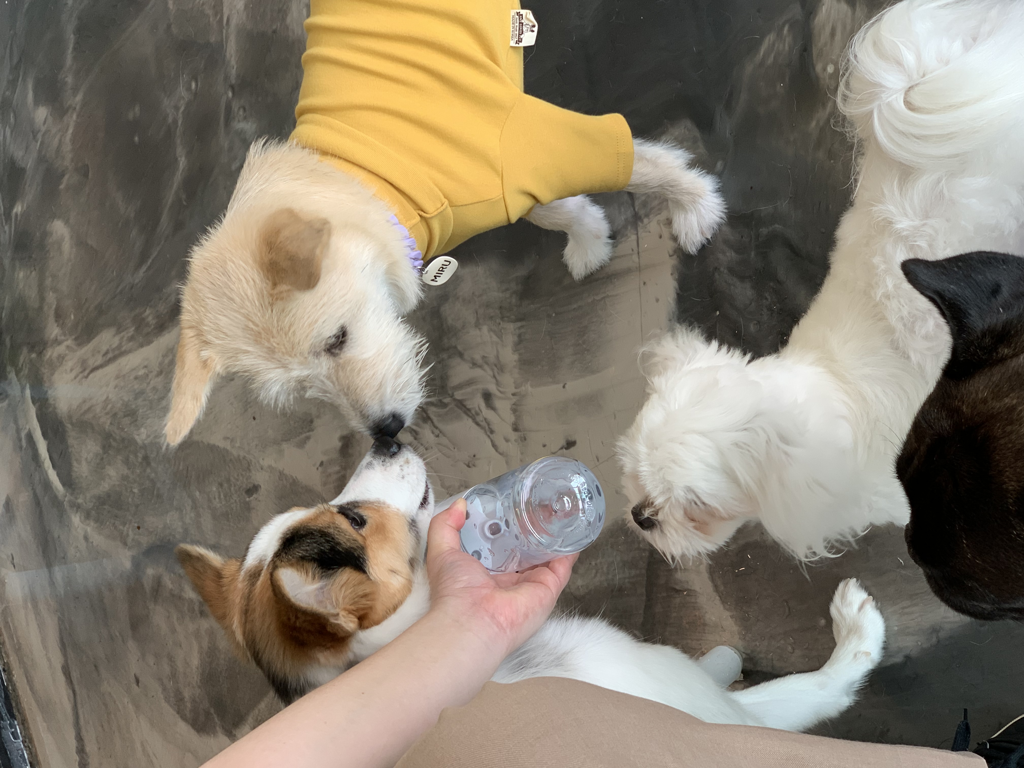 마블이 입양 후 1년 후기