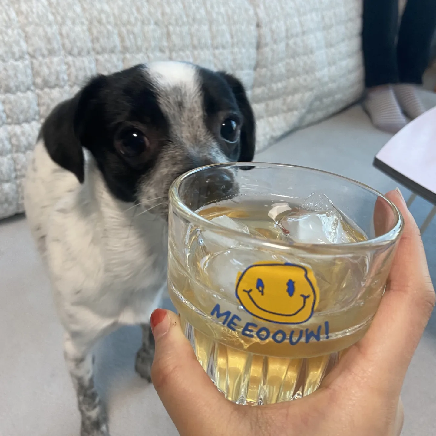 딸랑이 >> 행복이 입양 후기