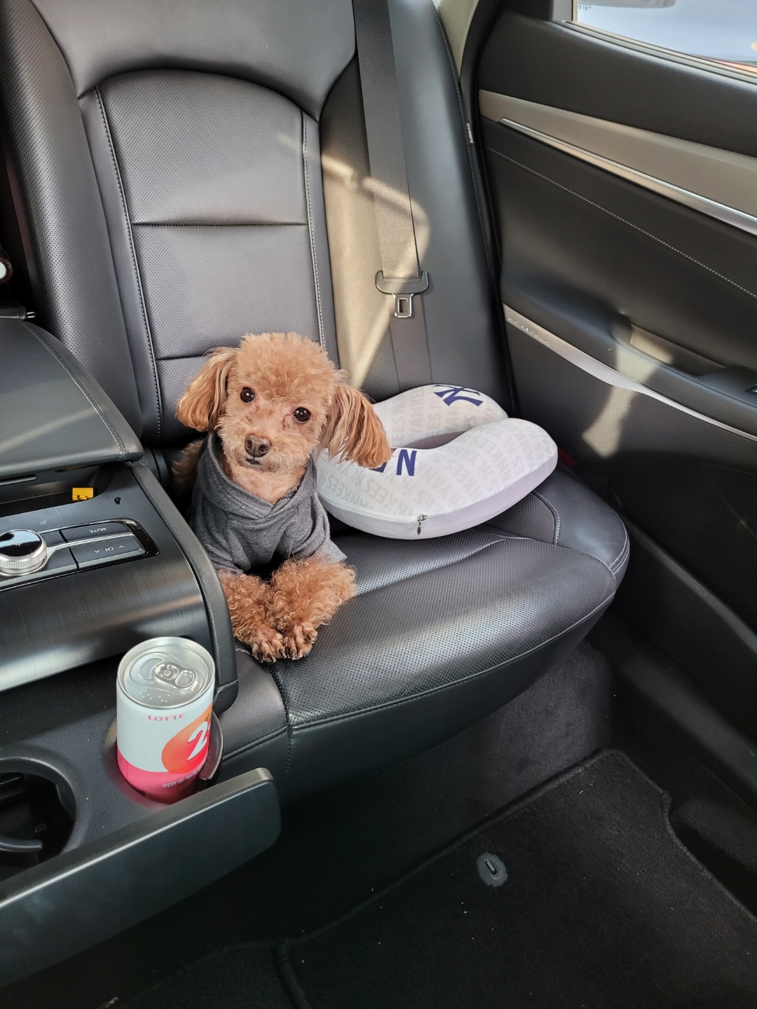 쵸파 입양후기~~ 4년차!