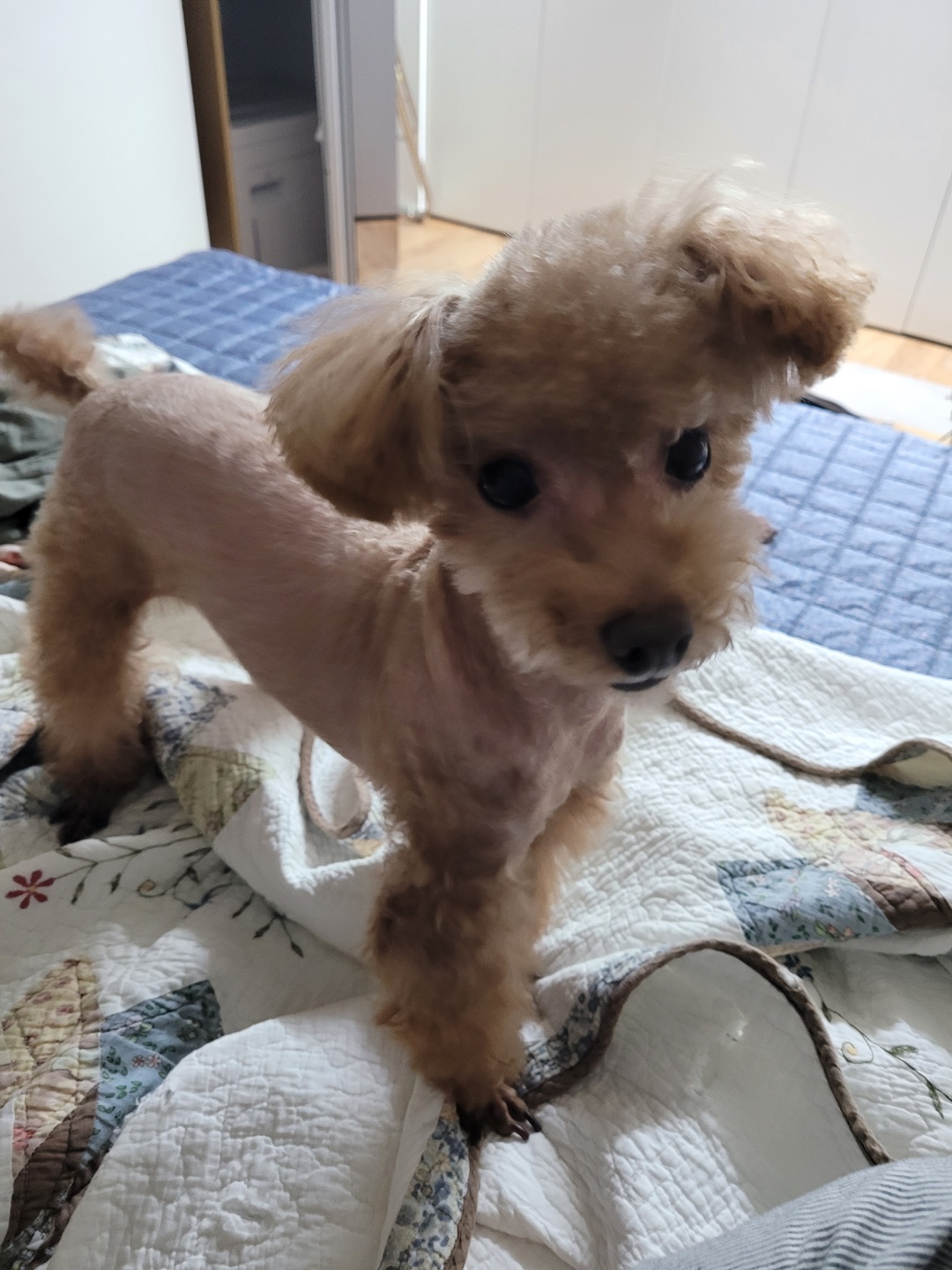 쵸파 입양후기~~ 4년차!