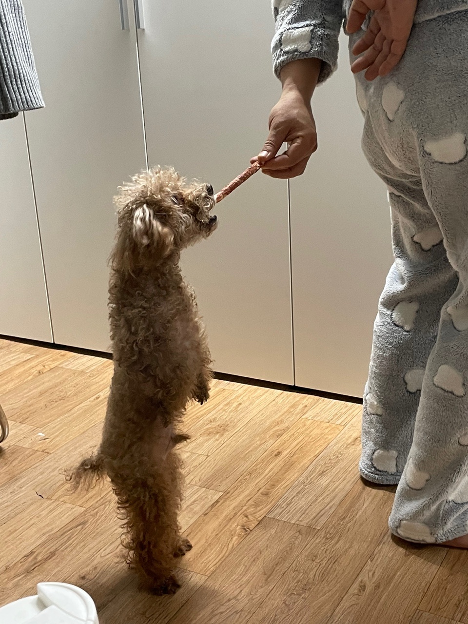 쵸파 입양후기~~ 4년차!