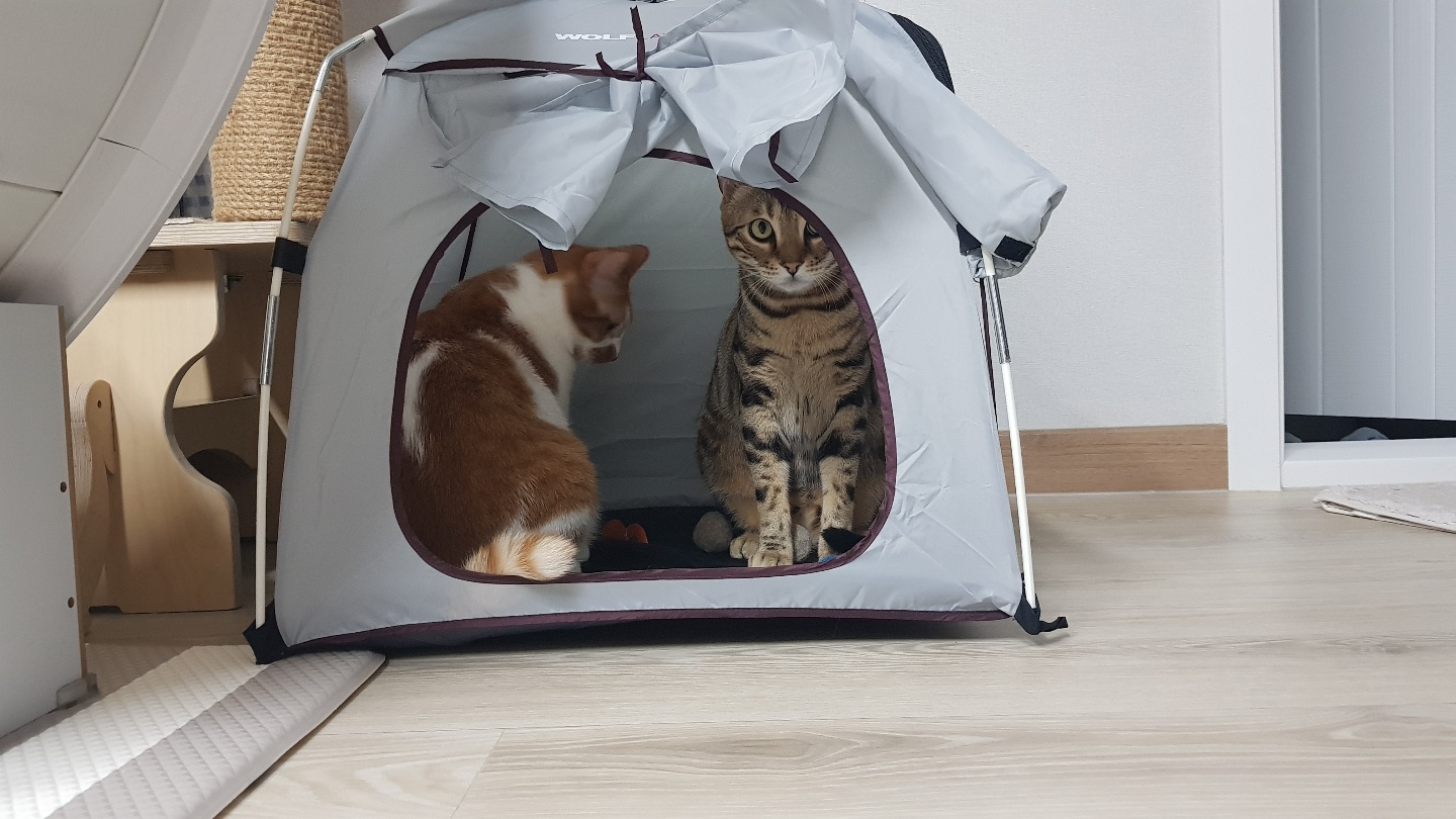 다빈이 올해로 6살