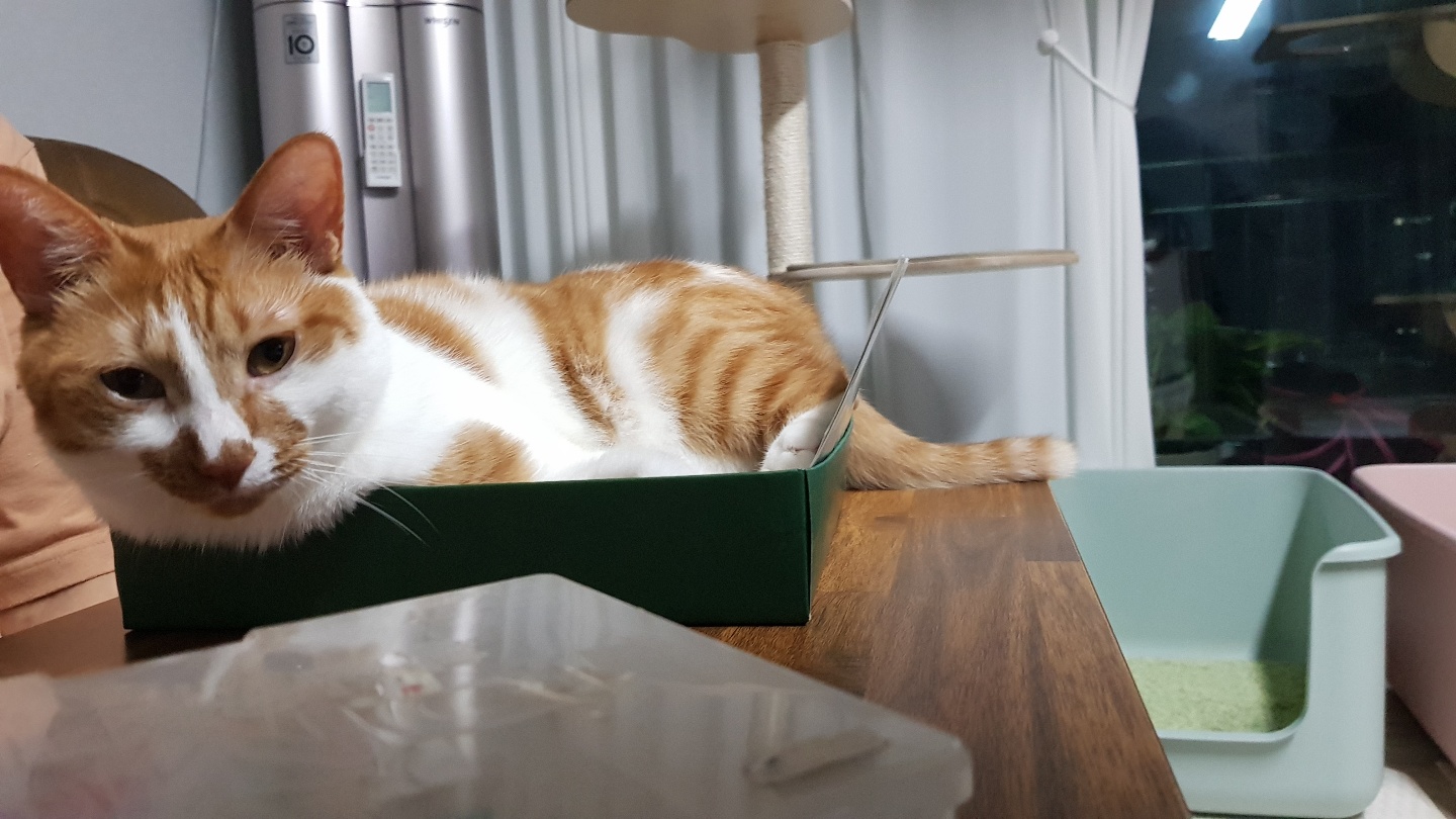 다빈이 올해로 6살