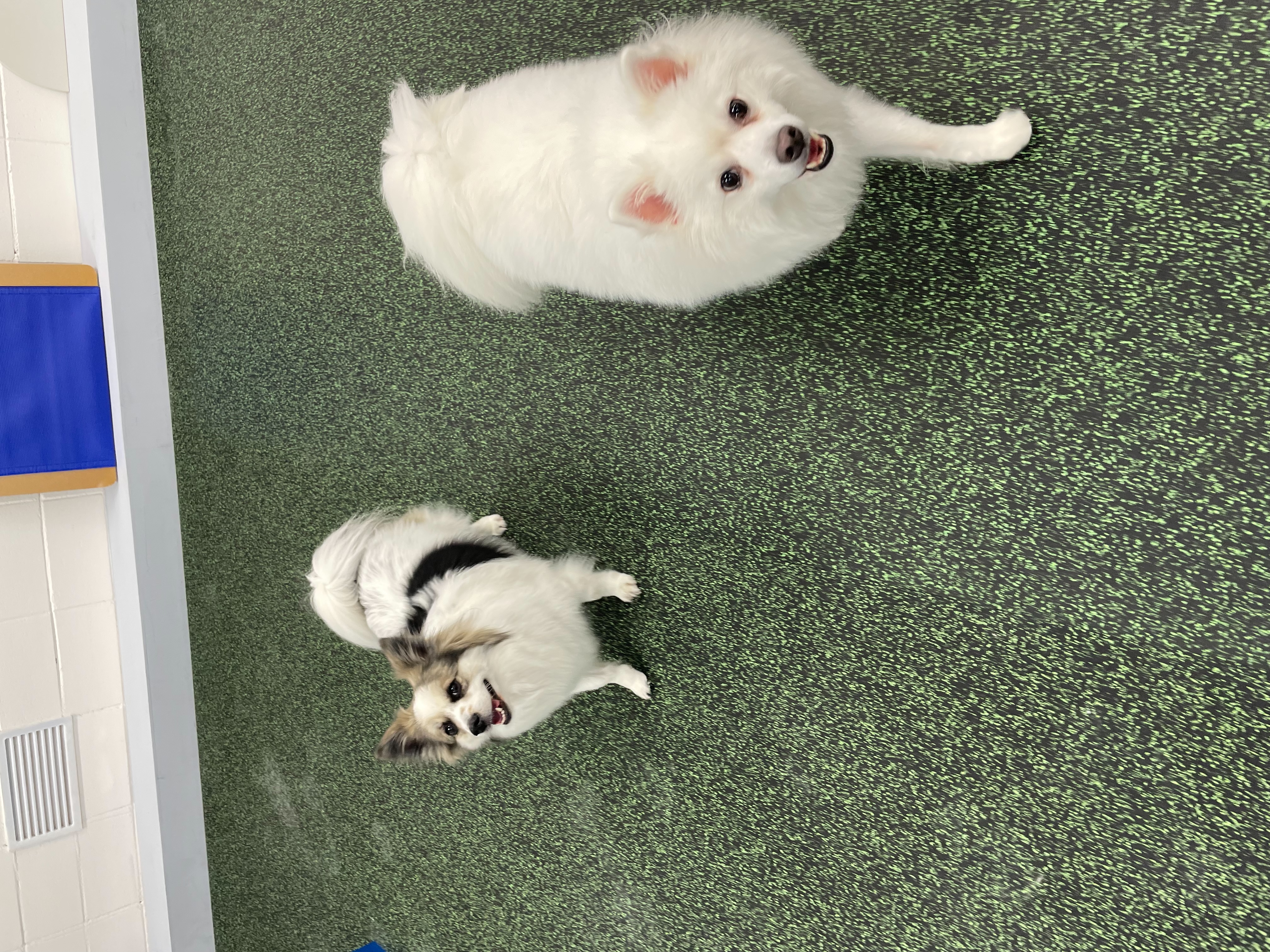 사루(천호) 벌써 5년