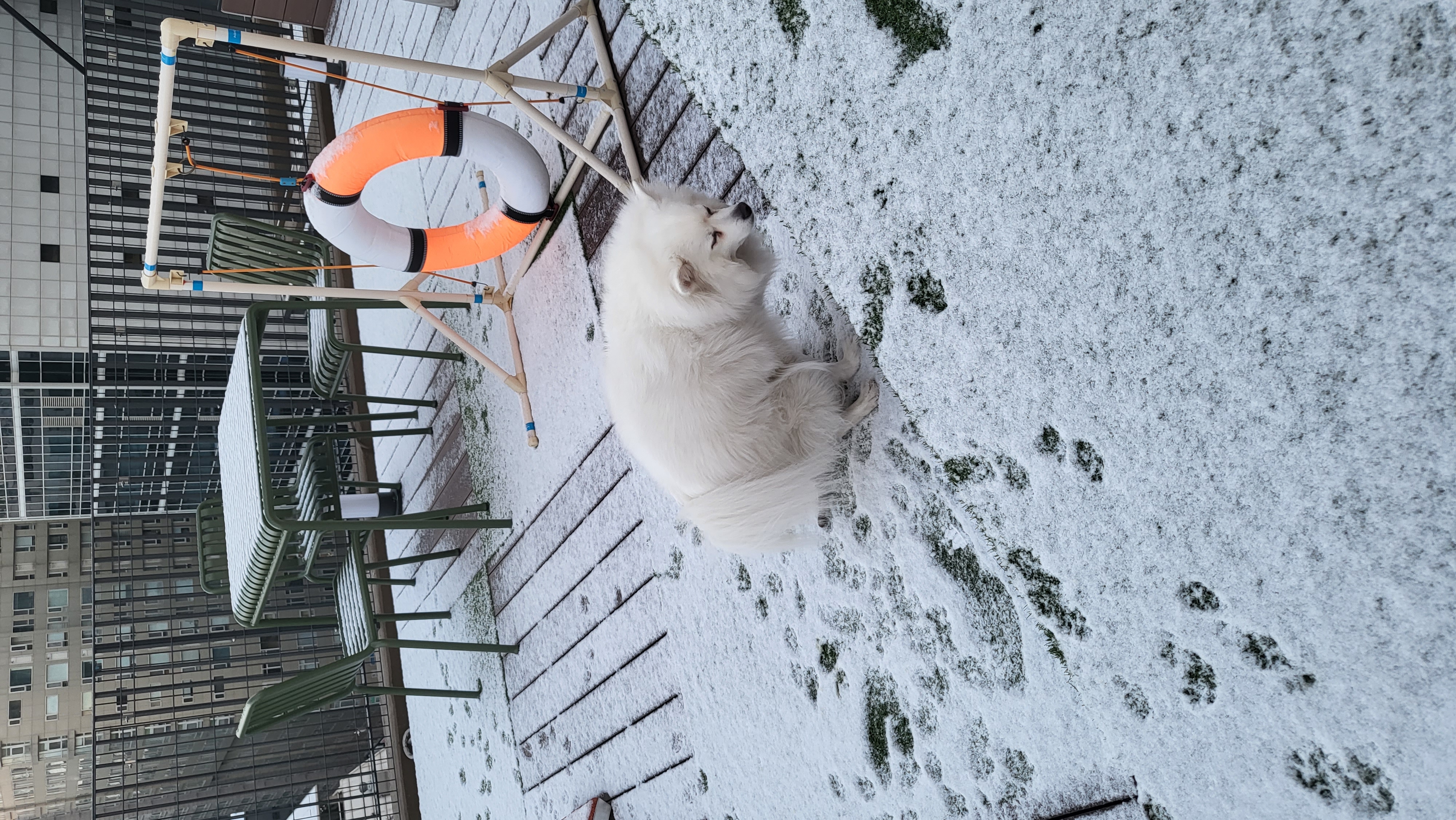 사루(천호) 벌써 5년