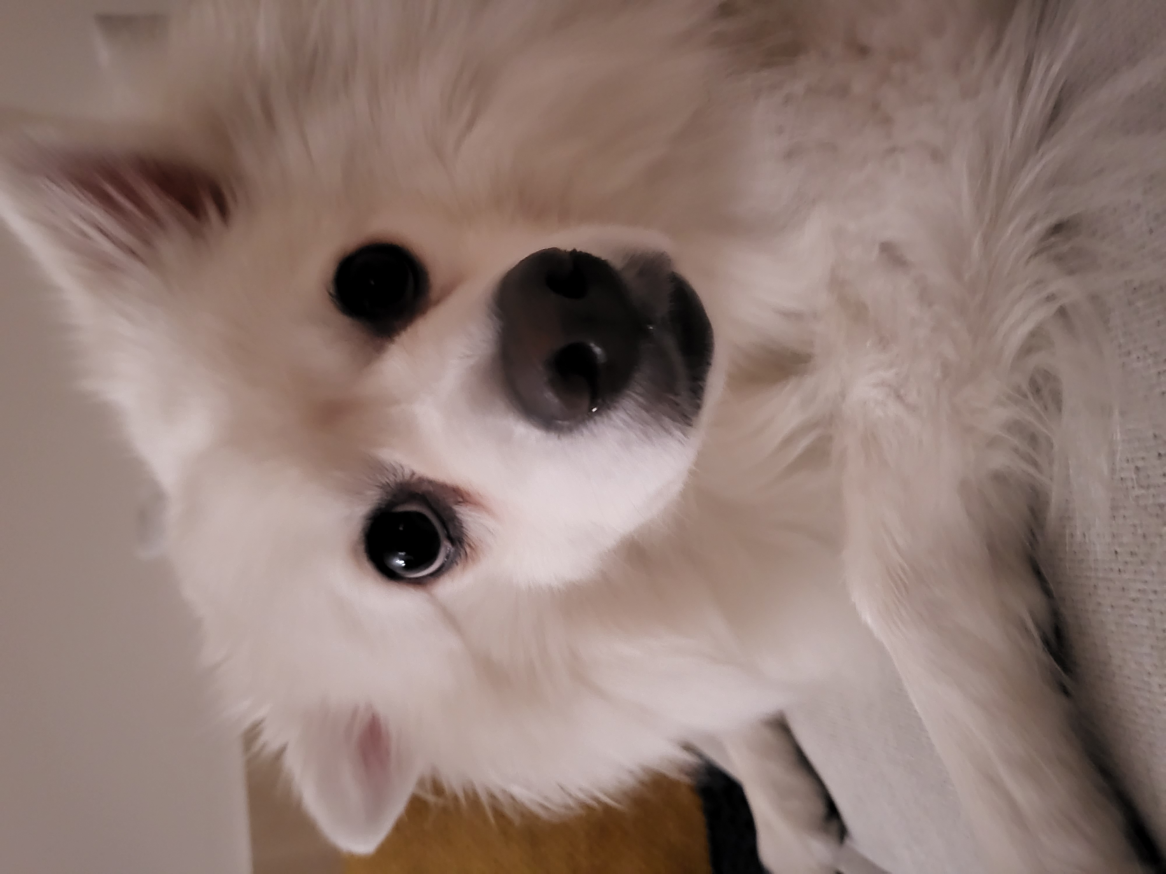 사루(천호) 벌써 5년