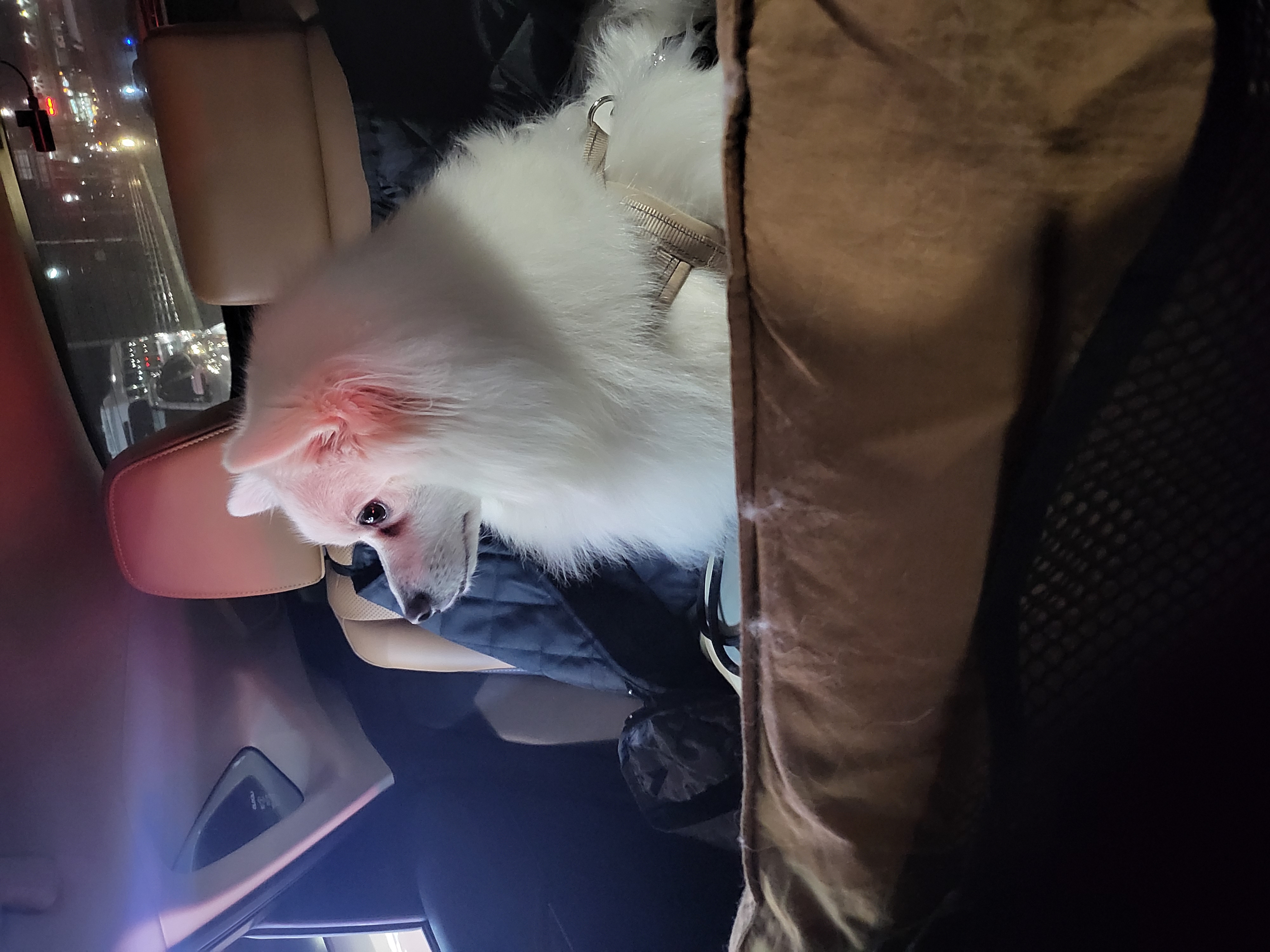 사루(천호) 벌써 5년