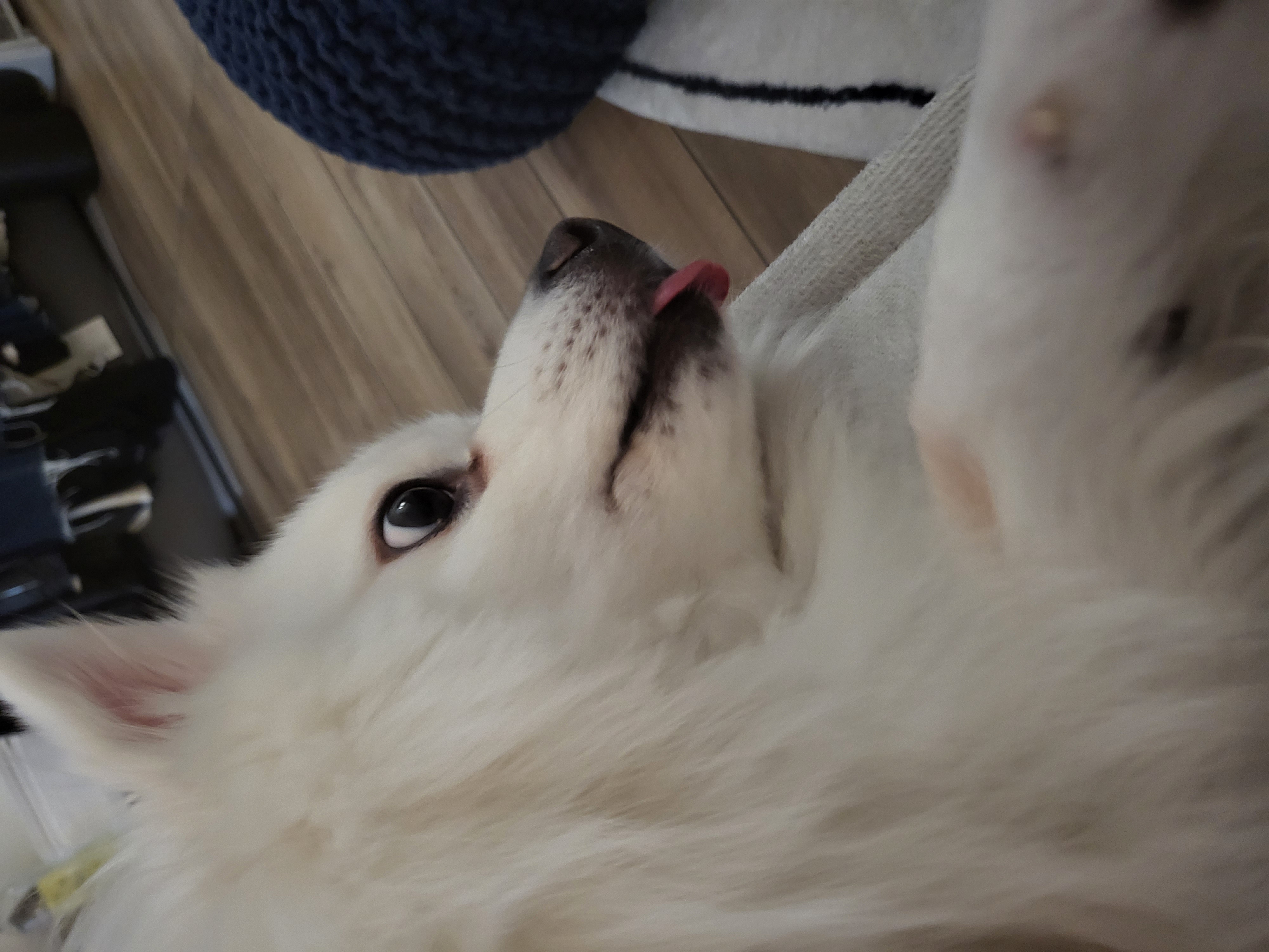 사루(천호) 벌써 5년