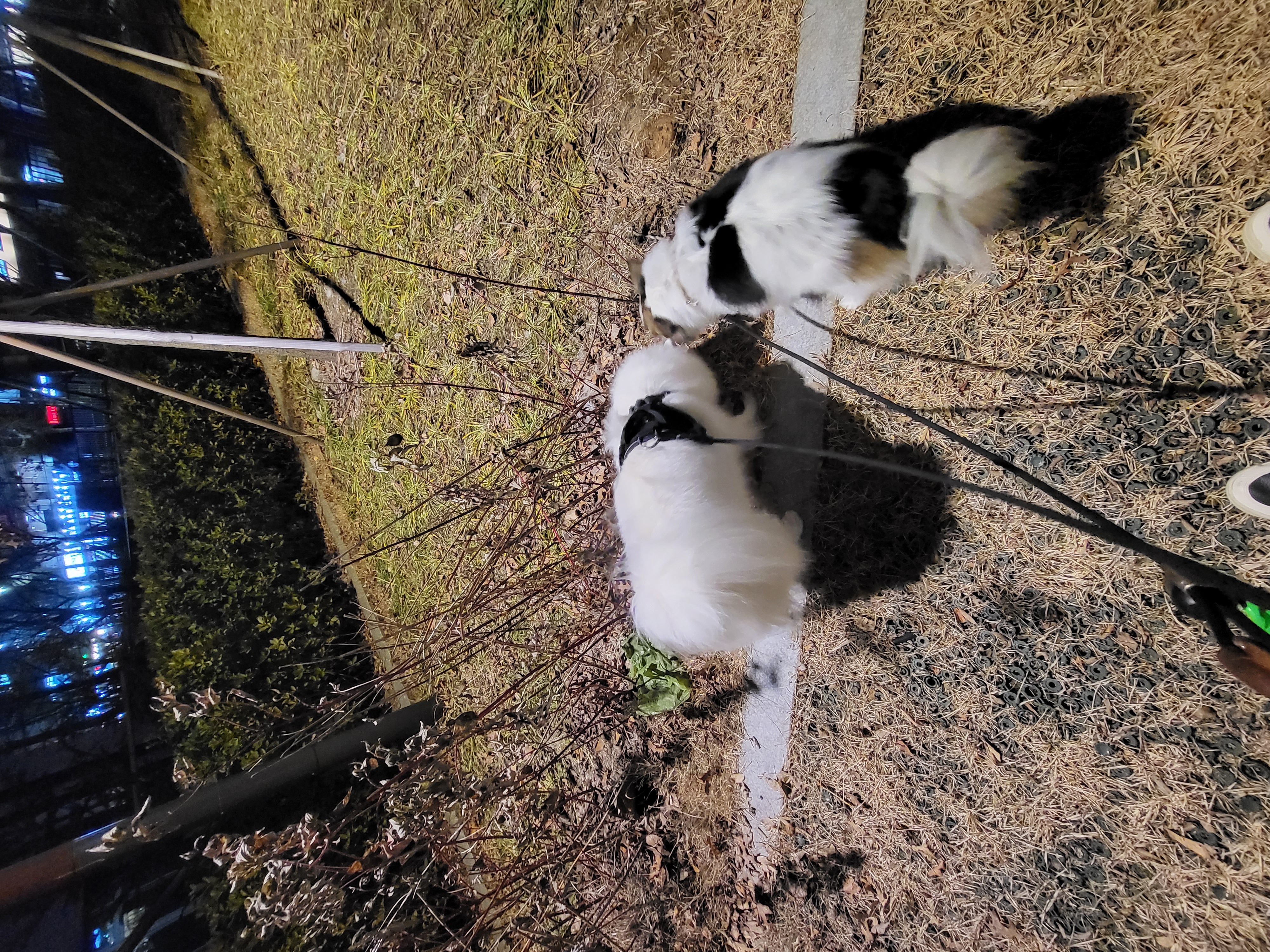 사루(천호) 벌써 5년