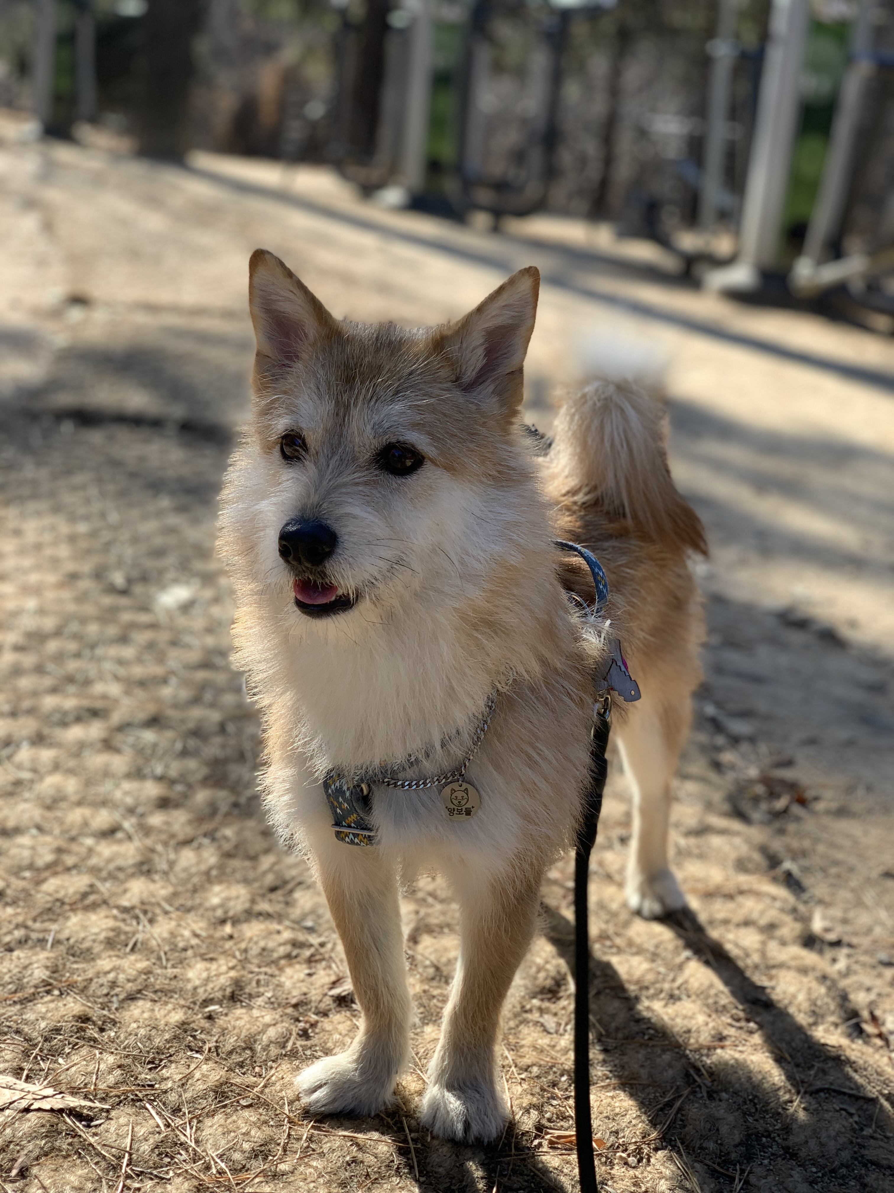 보들이 입양 1년 차 후기