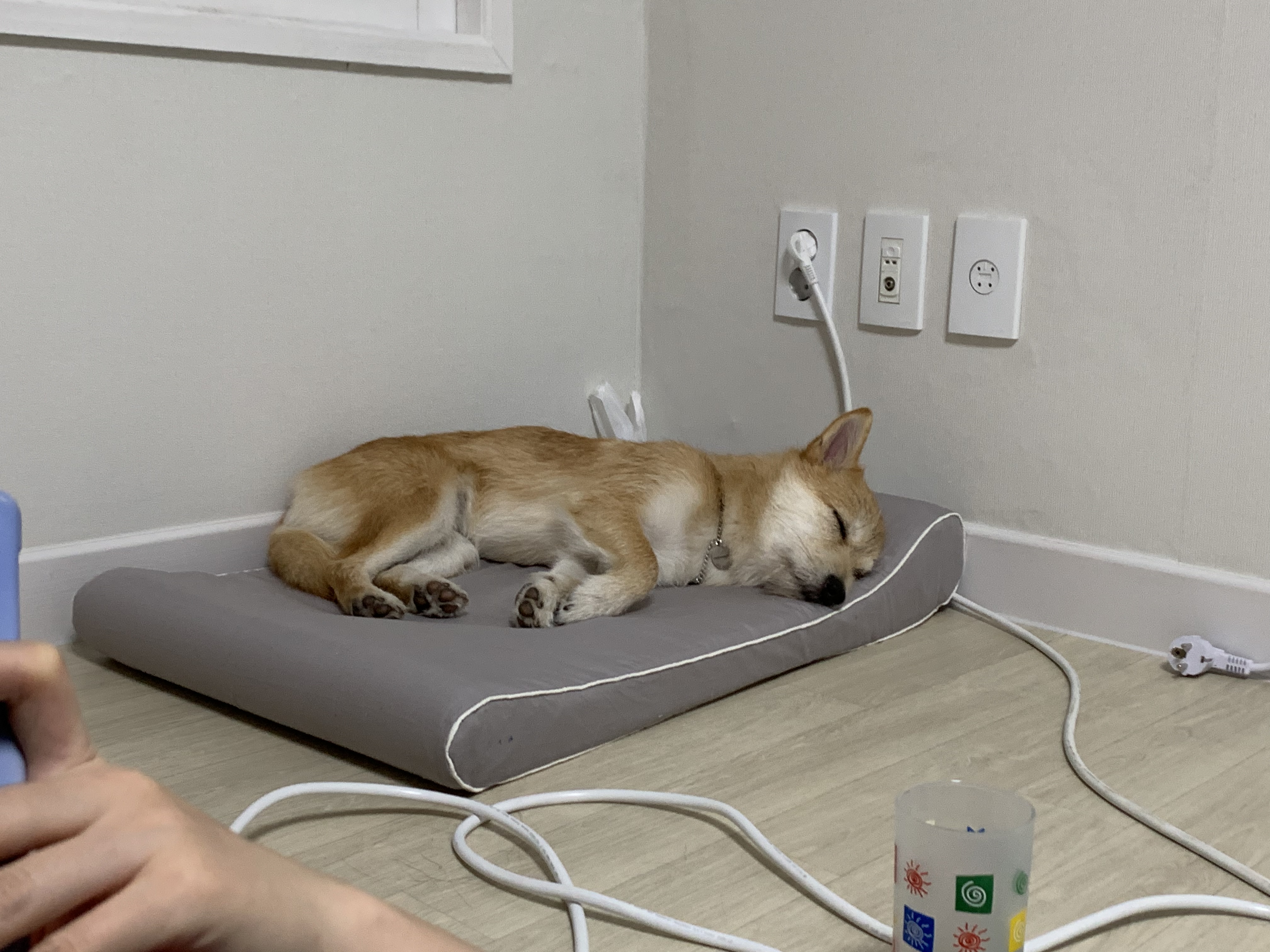 보들이 입양 1년 차 후기