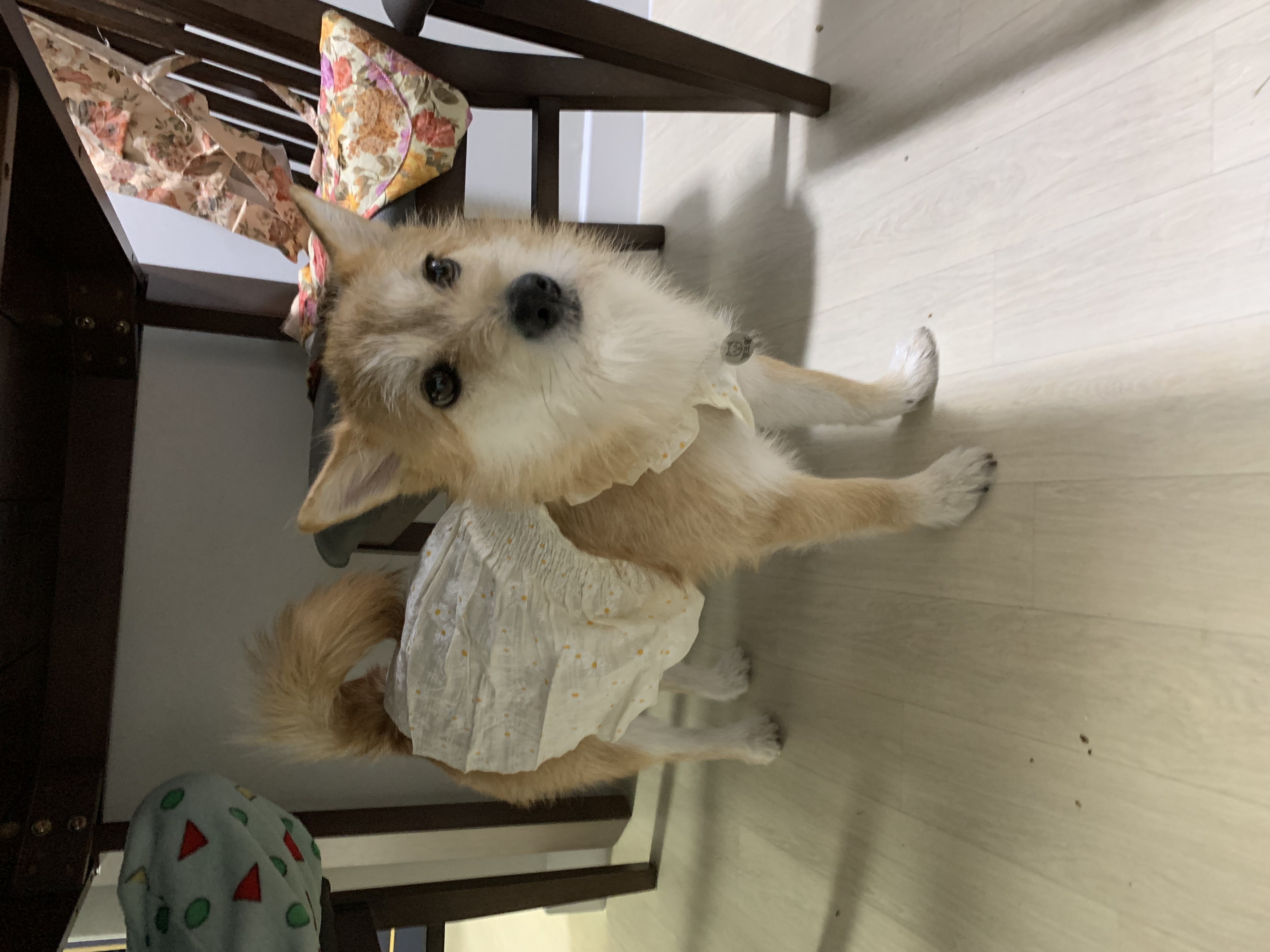 보들이 입양 1년 차 후기